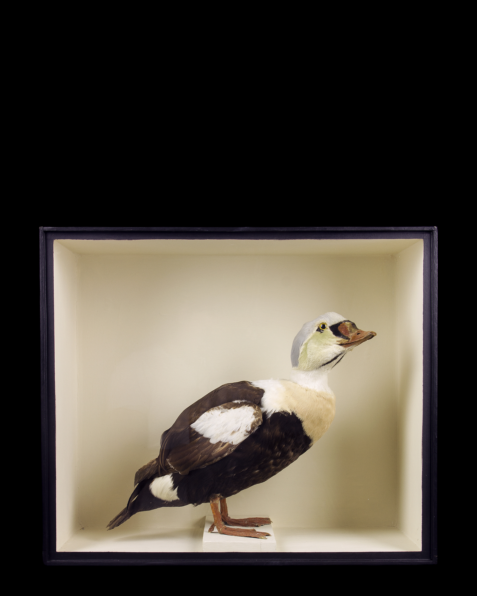Taxidermy King Eider attributed to R Duncan of Newcastle upon Tyne