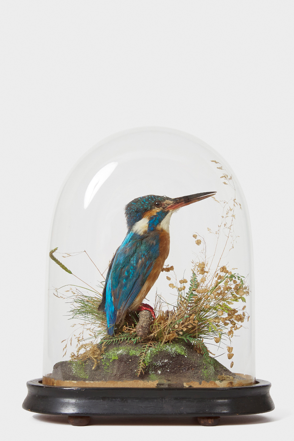 Kingfisher Taxidermy Dome By Walter Lowne