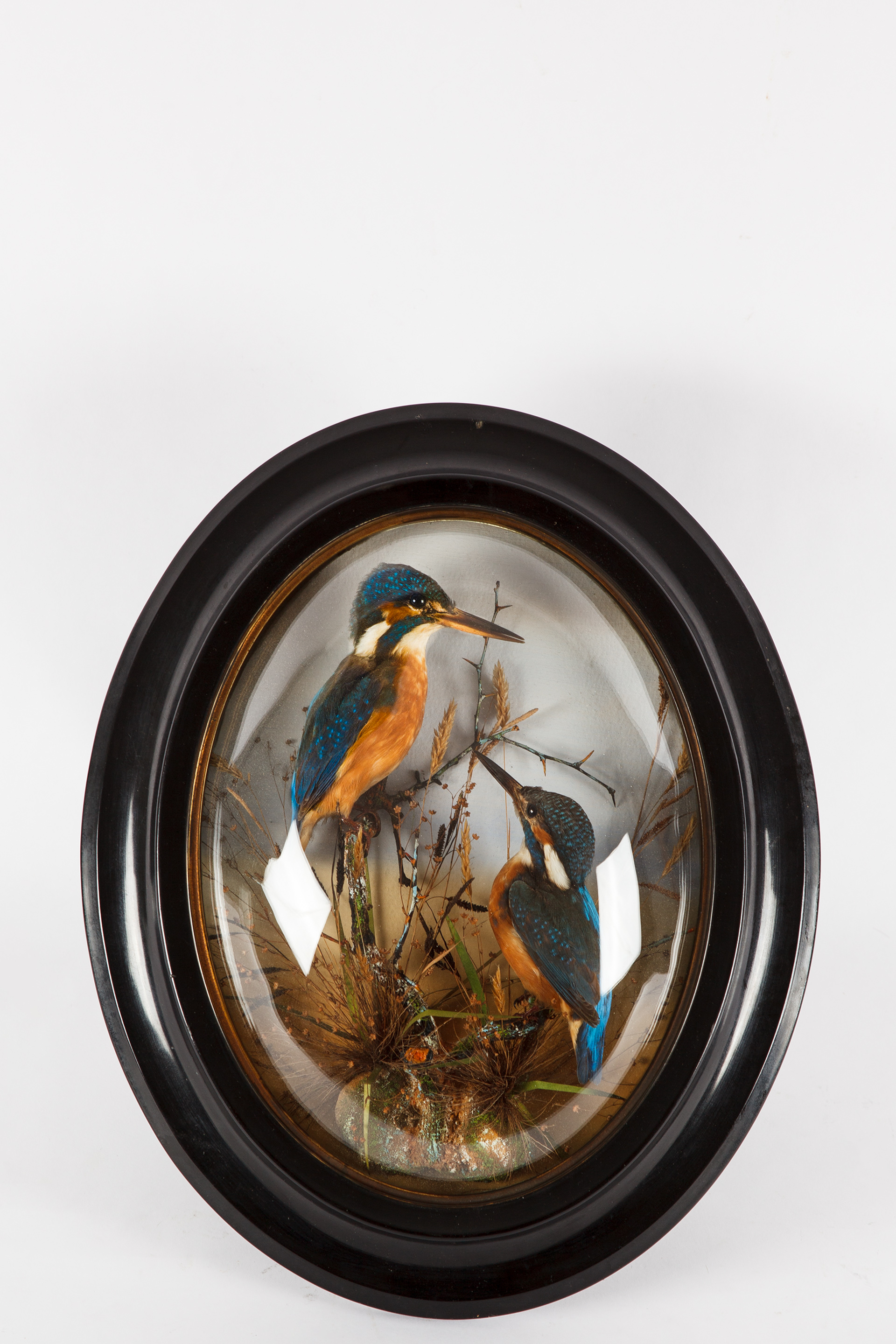 Kingfishers