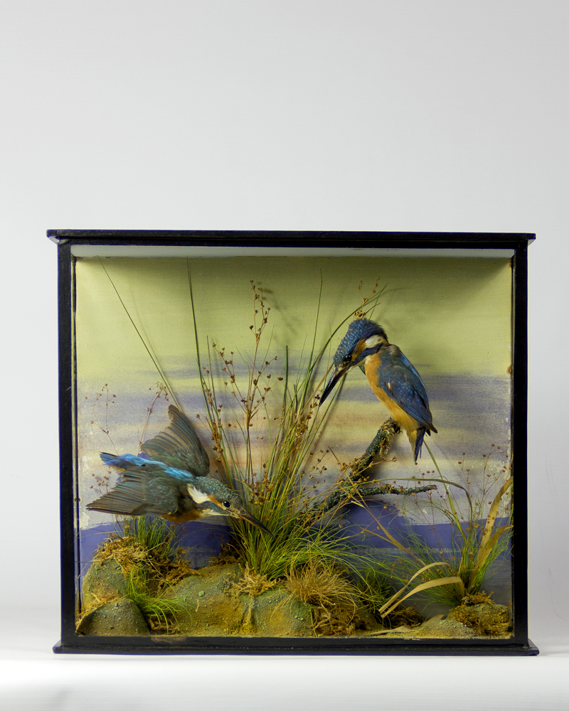 Kingfishers By William Farren of Cambridge