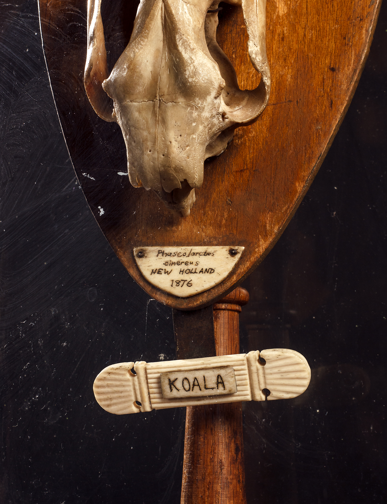 Koala Bear Skull