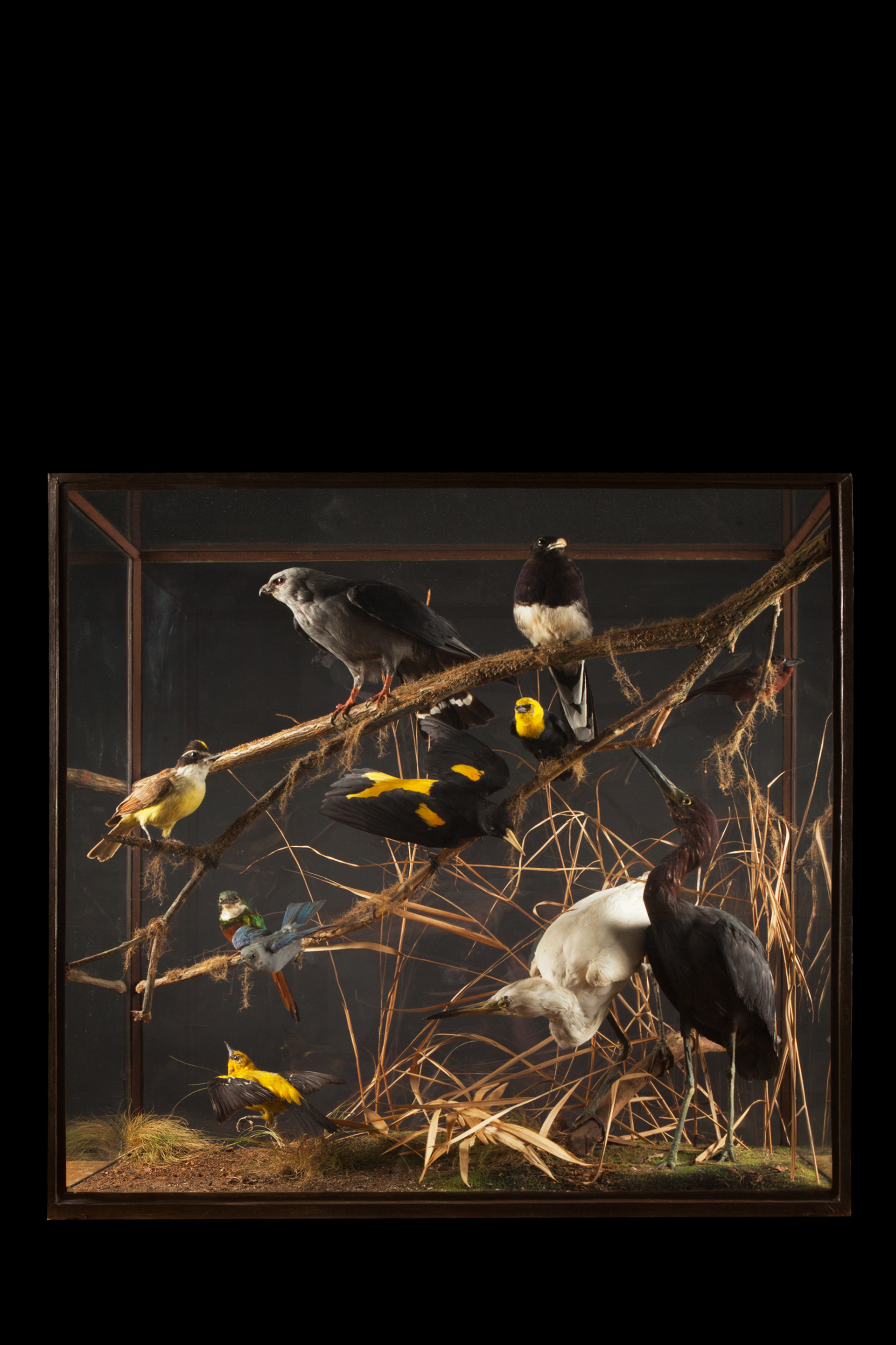 Large all glass case of South American birds by Rowland Ward