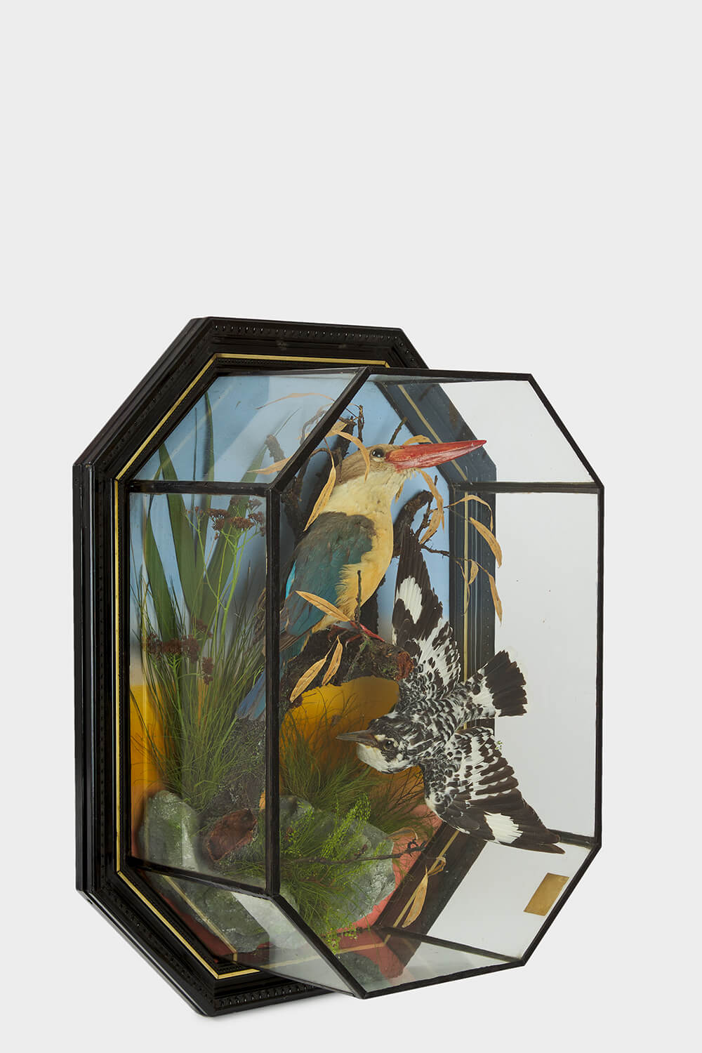 Large Exotic Kingfishers By Edward Gerrard, London