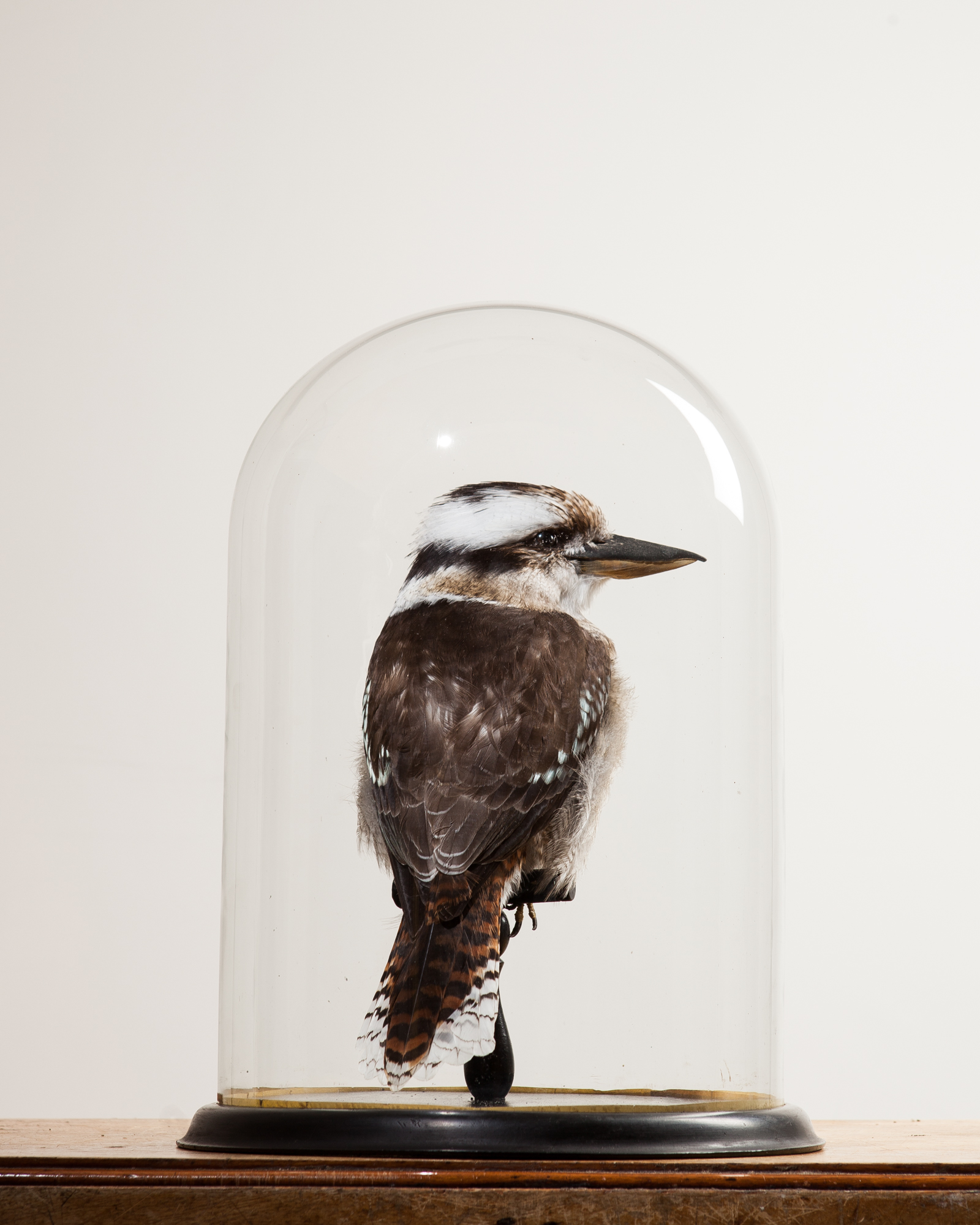 Laughing kookaburra