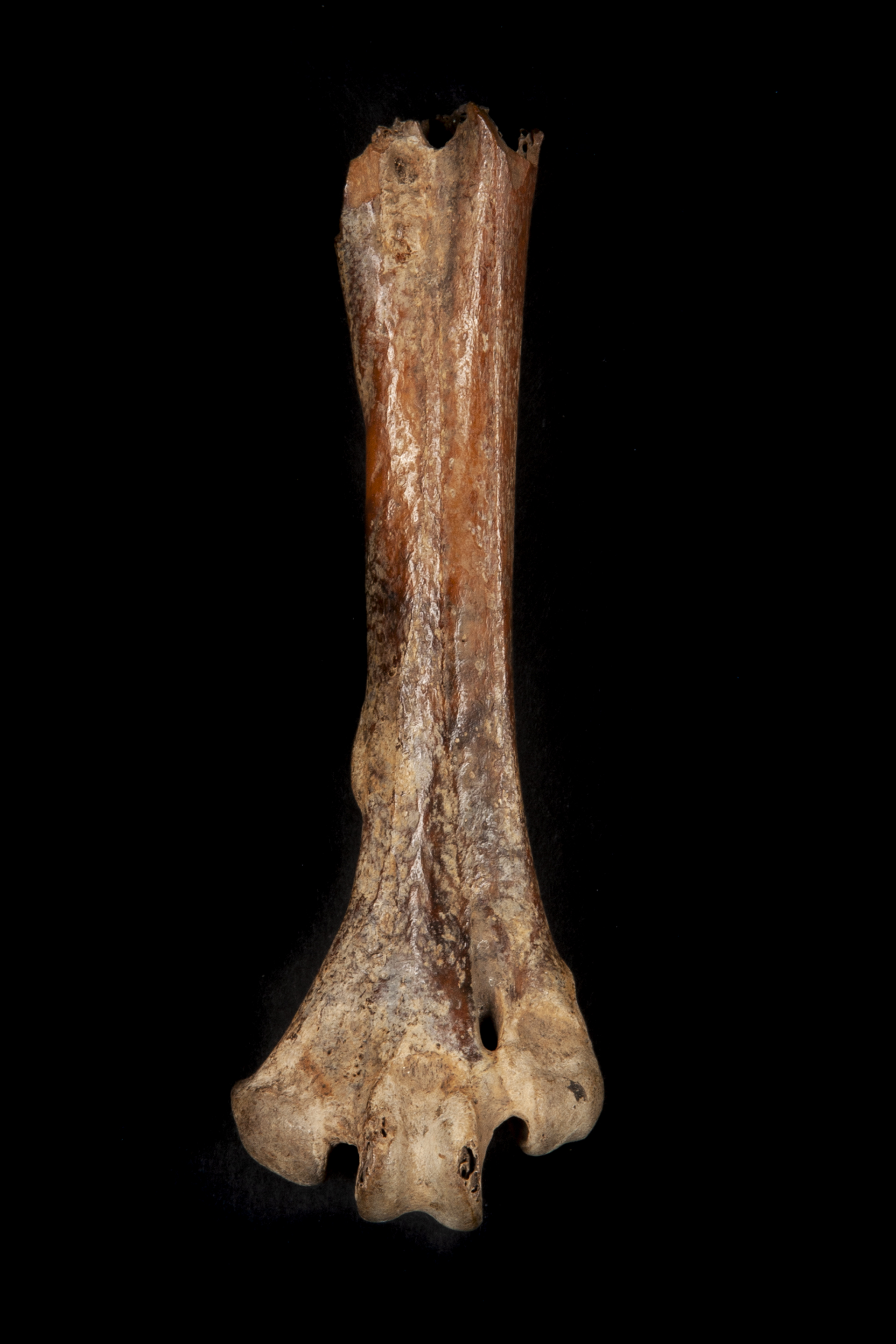 Leg bone of a Dodo