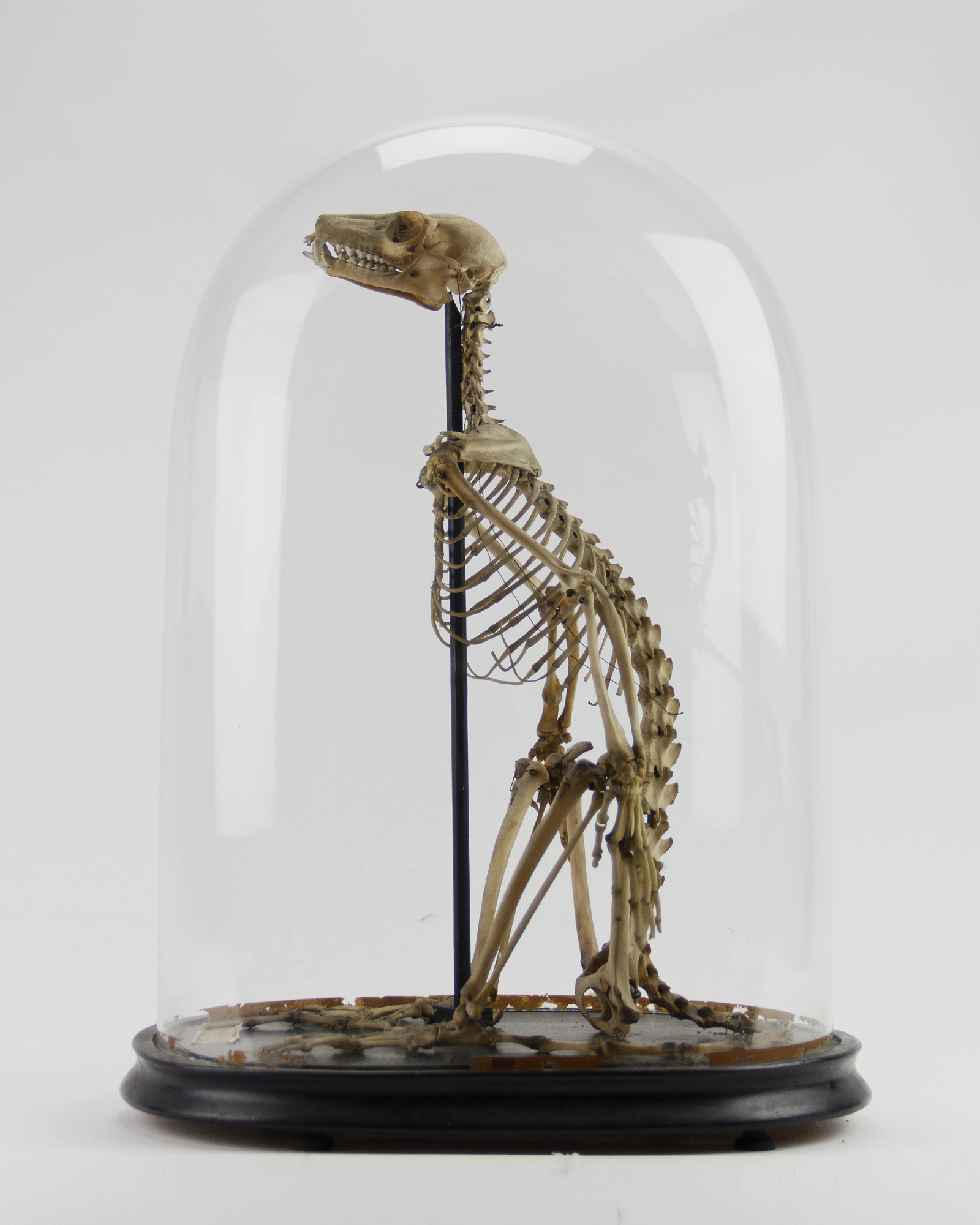 Ring-tailed lemur Skeleton