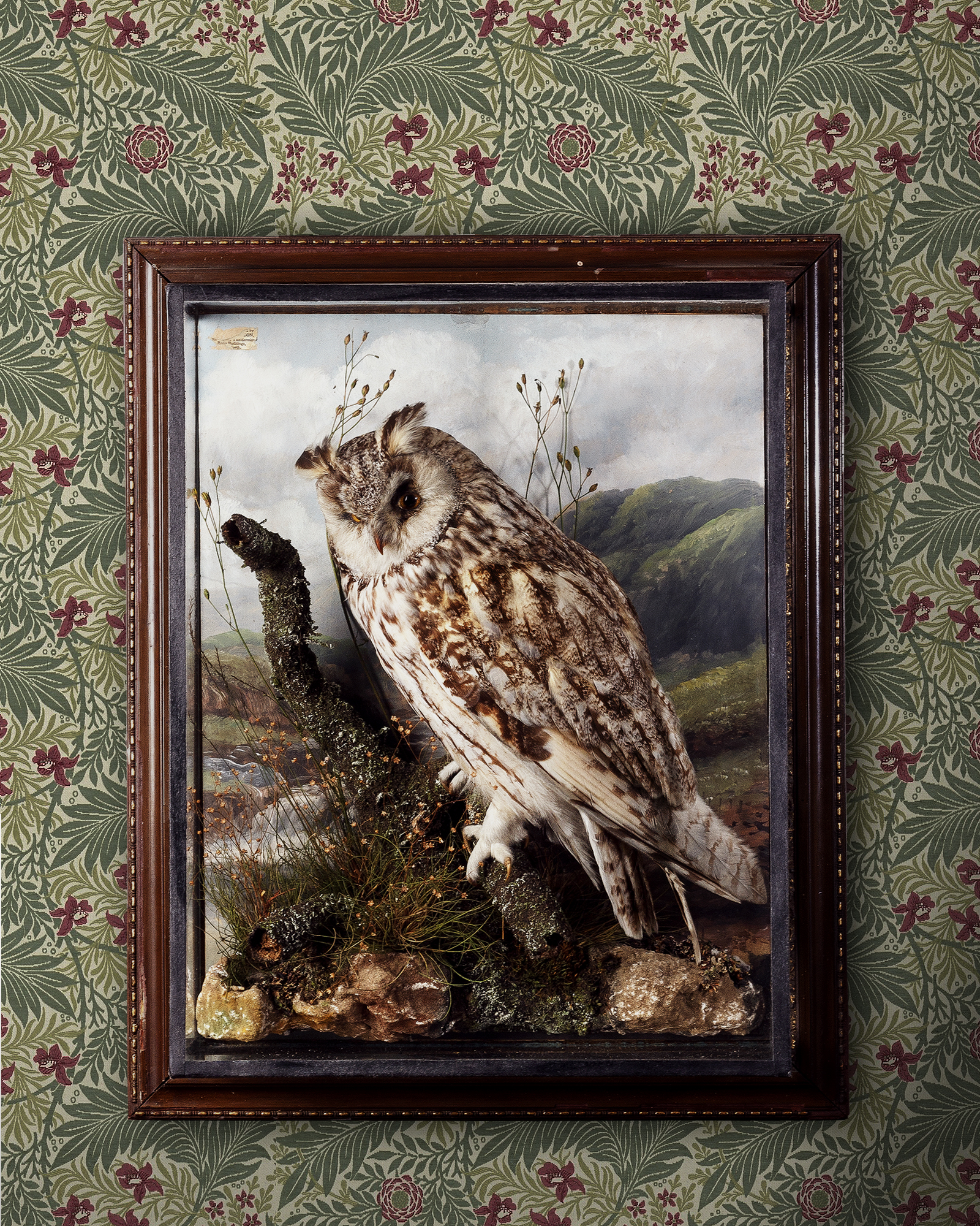 Long-eared Owl by Henry Murray of Carnforth