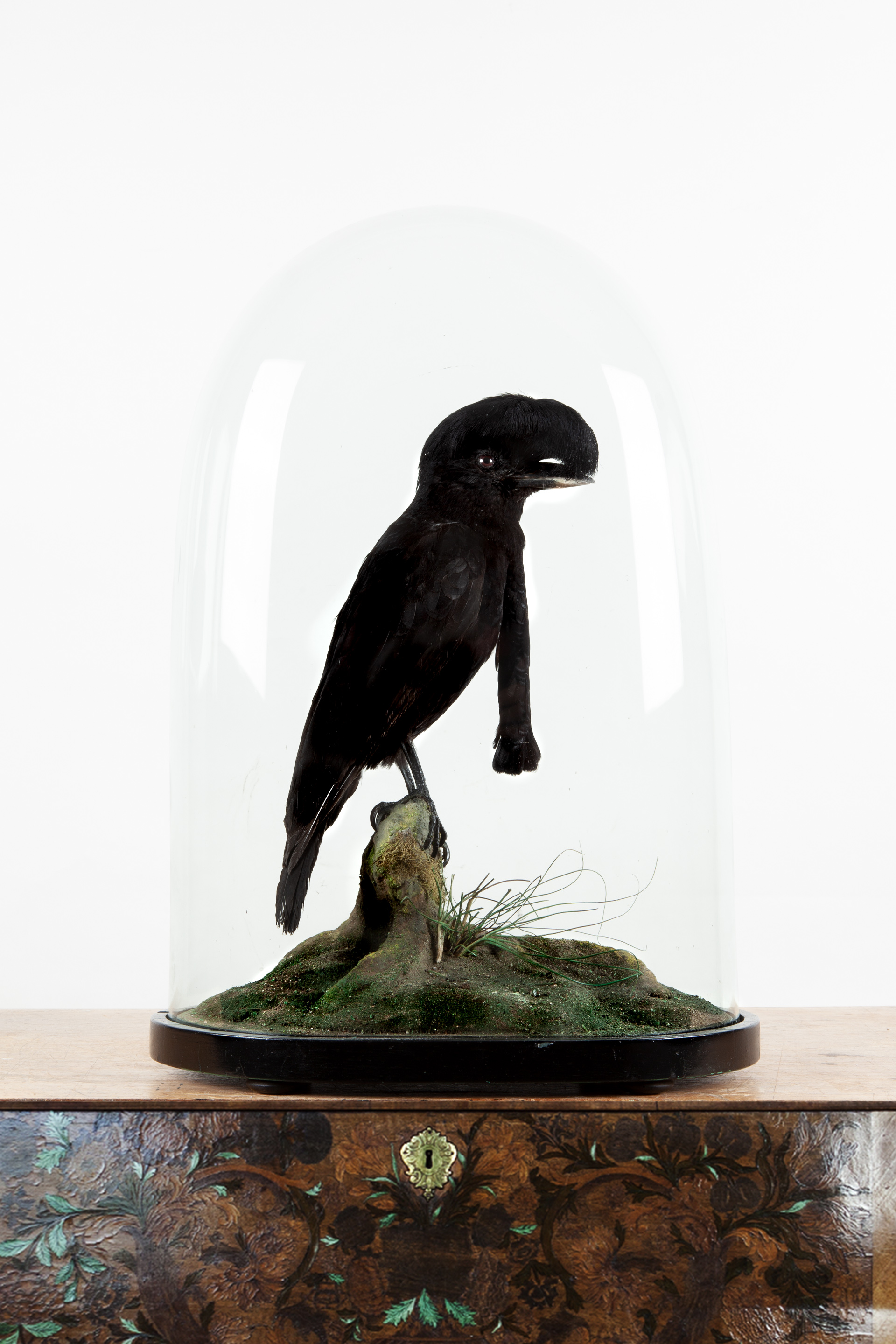 Long-wattled Taxidermy Umbrellabird