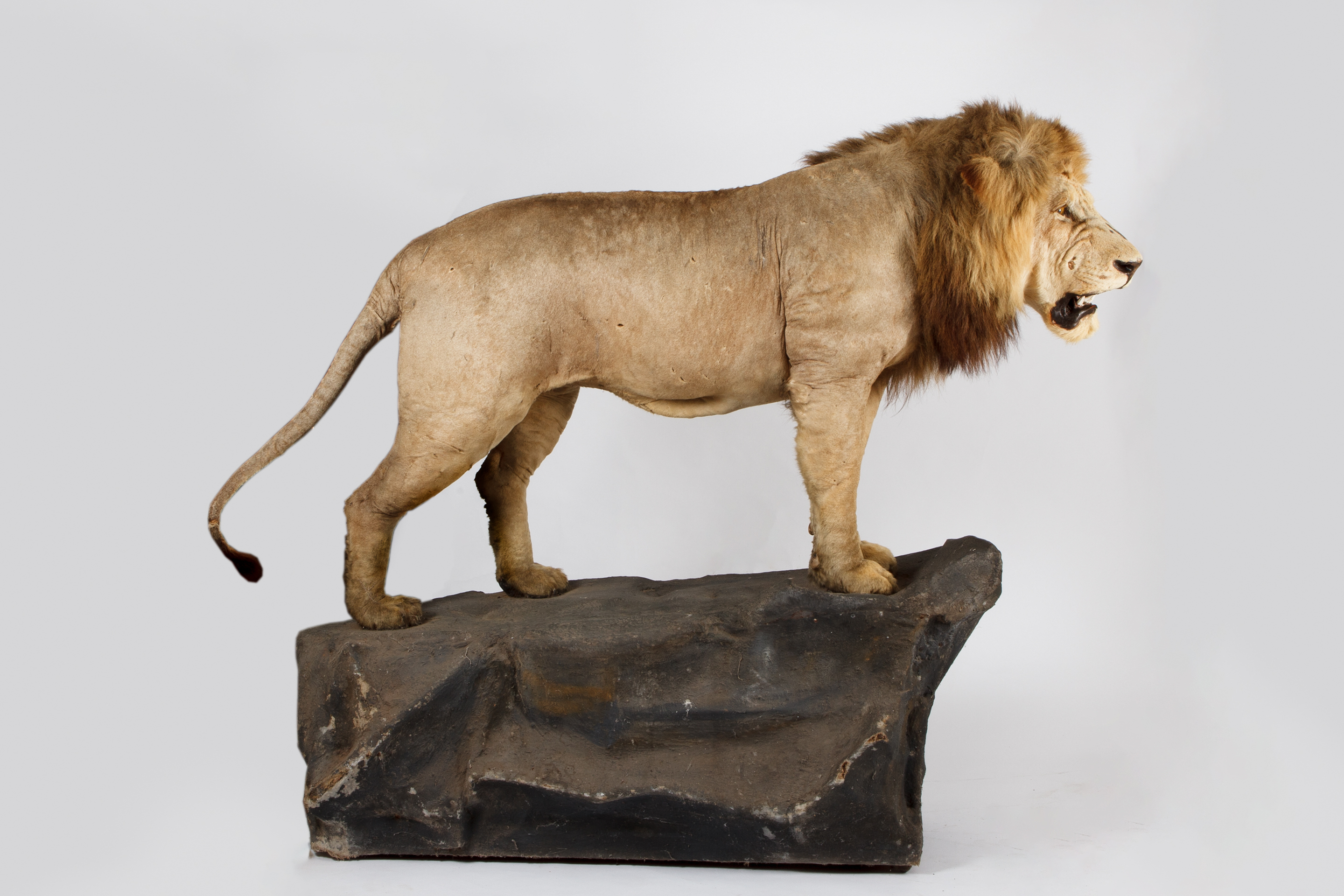An African Lion, Taken By Lord Algeron Heber-Percy At Limpopo River 1877