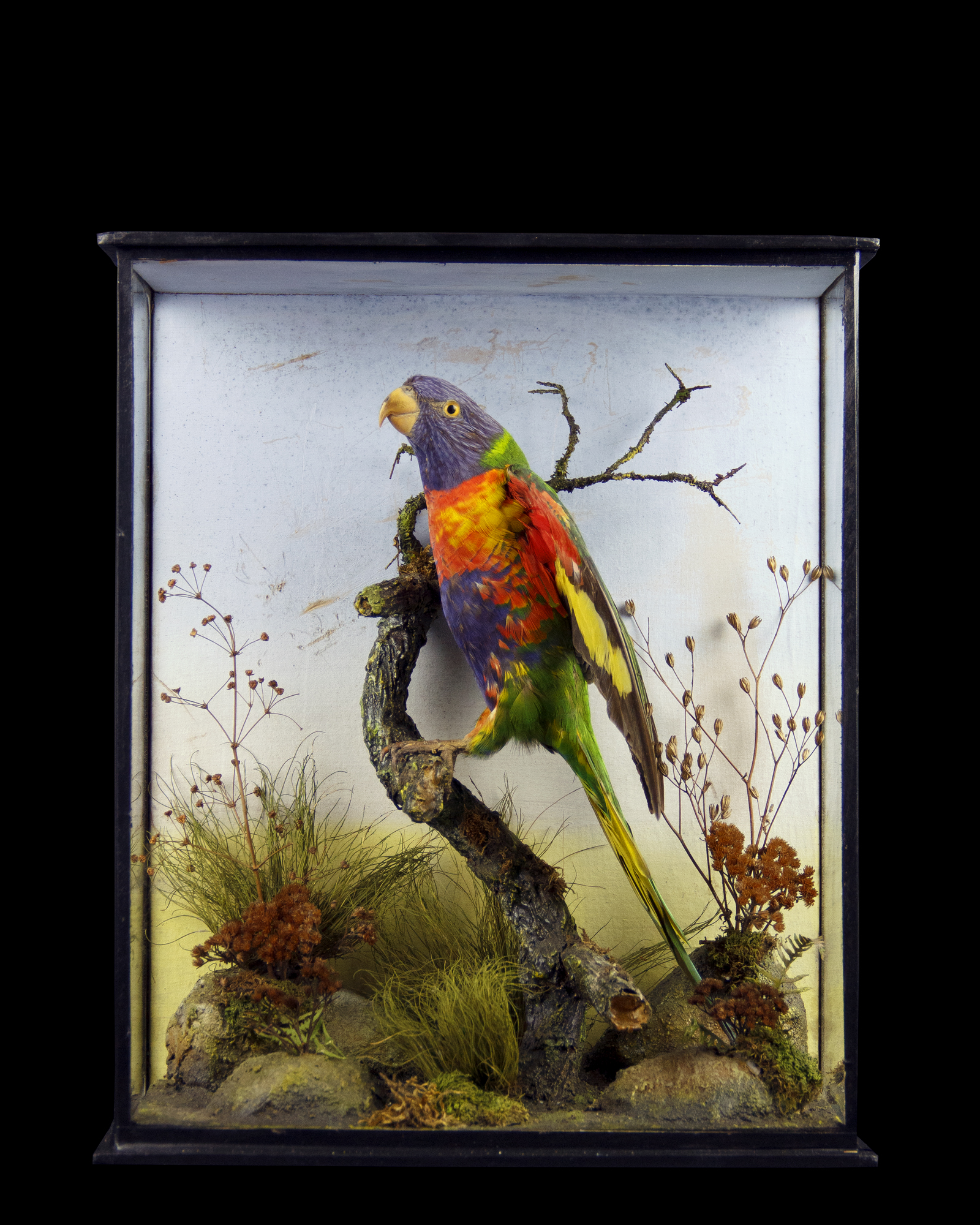 Rainbow Lorikeet