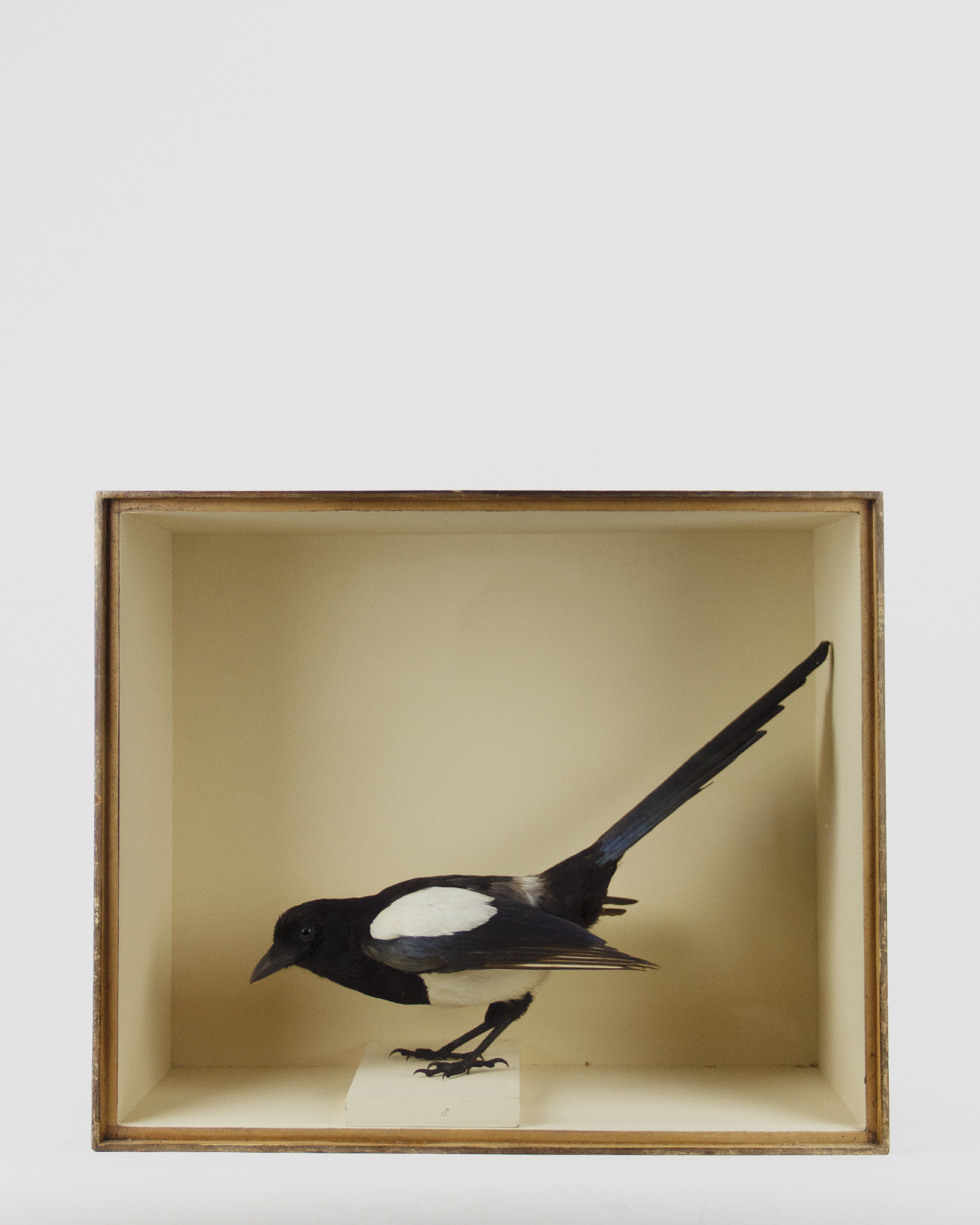Magpie By Duncan of Newcastle