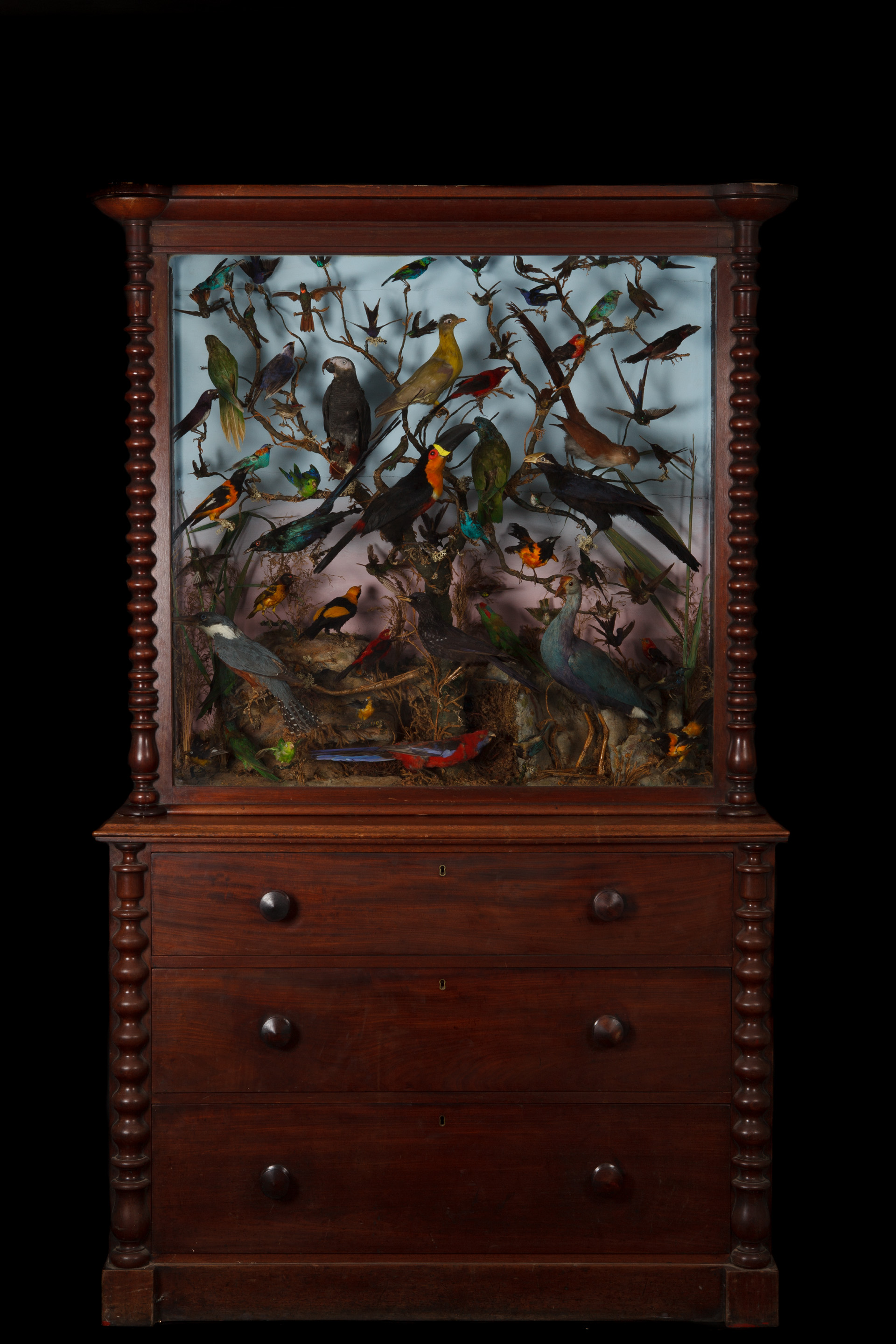 Major Cabinet Of Approx 70 Exotic Birds On Chest Circa 1860