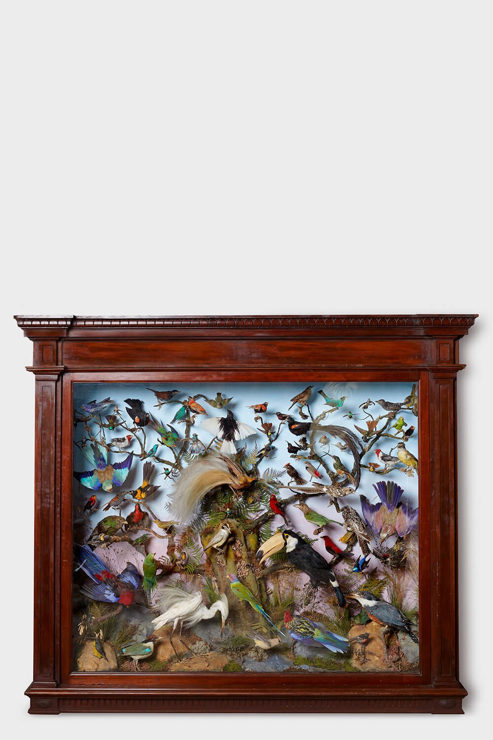 A Major Cabinet of Seventy seven exotic birds