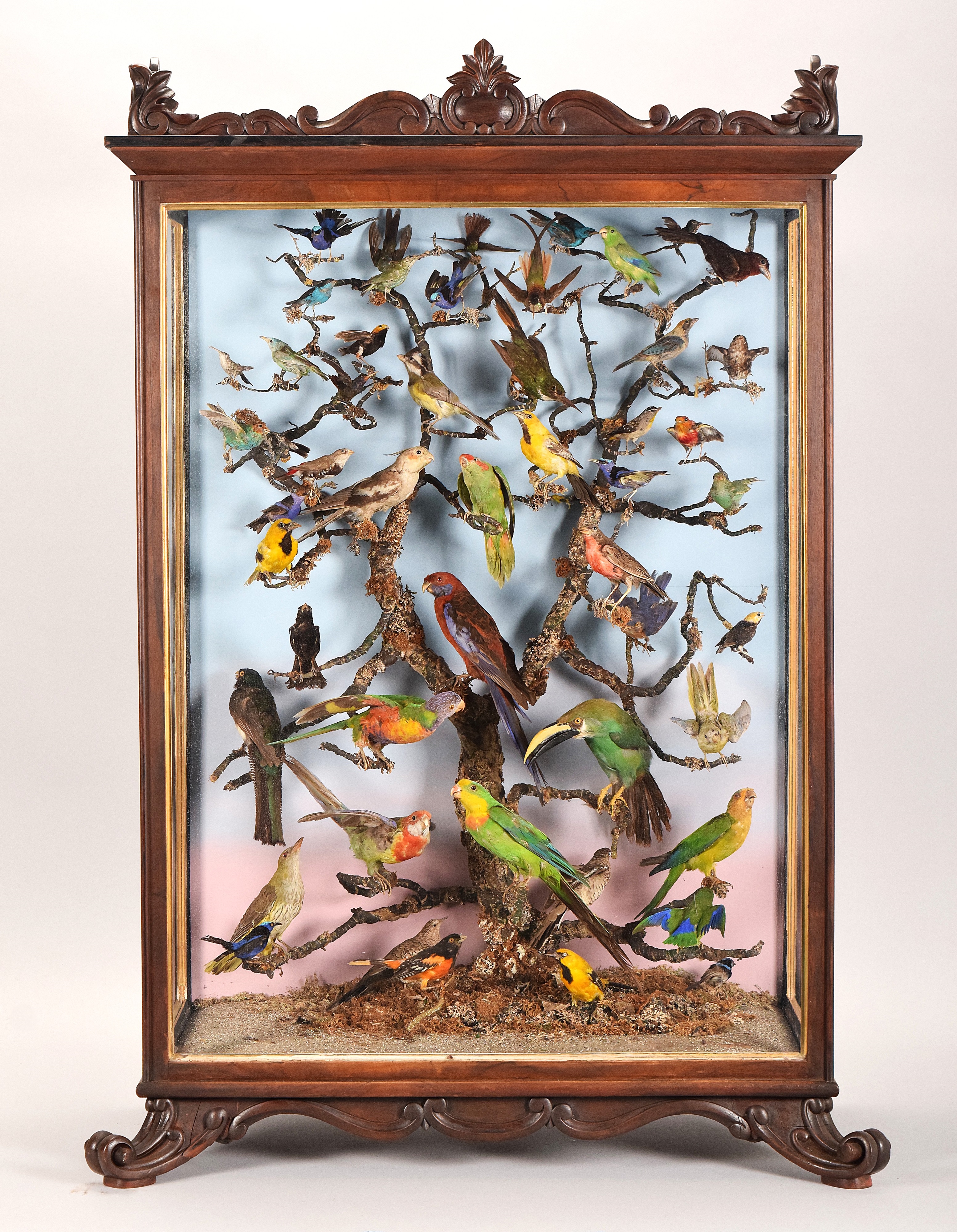 Major Exotic Taxidermy Bird Case Circa 1880