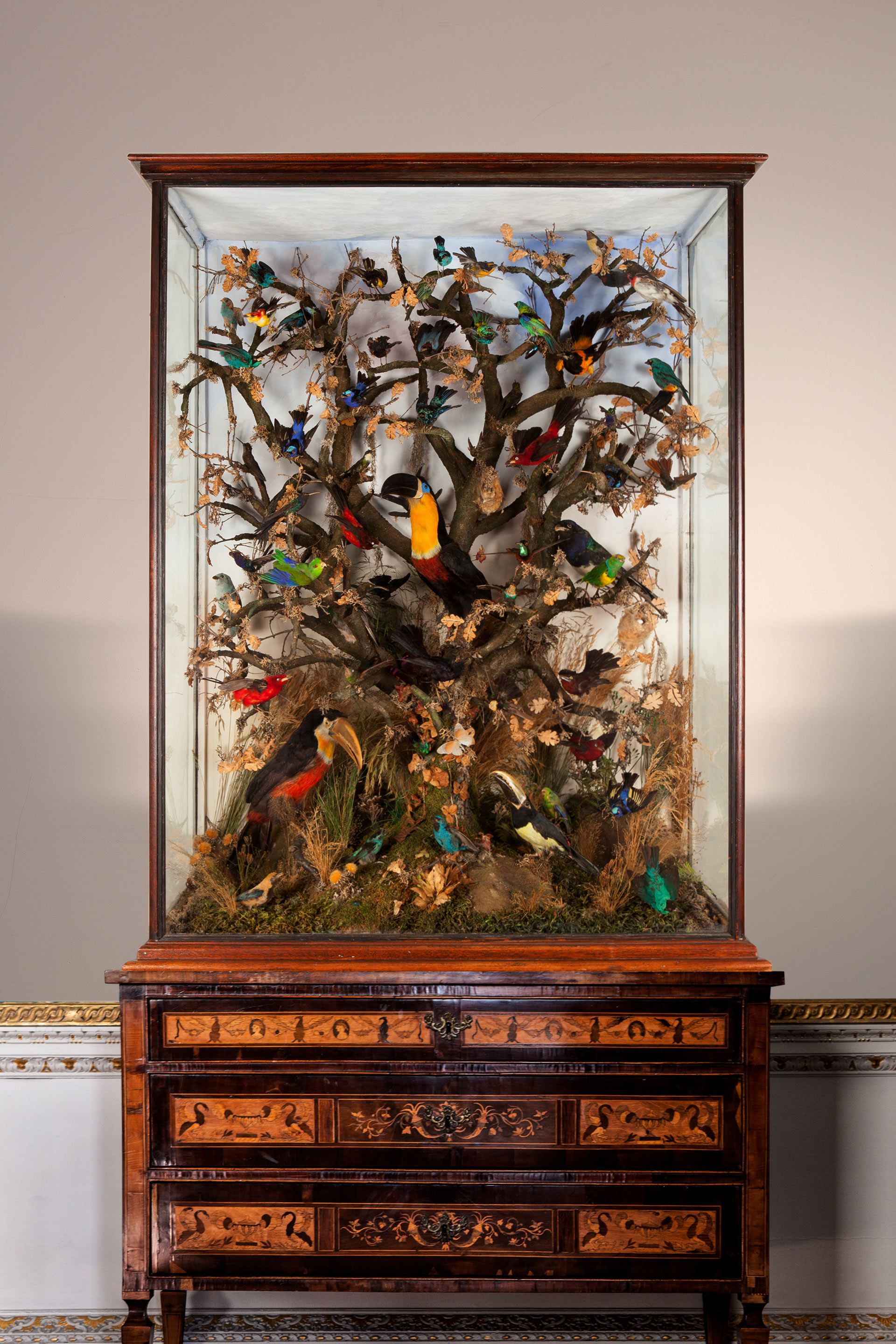 Major Victorian cabinet of over sixty South American birds