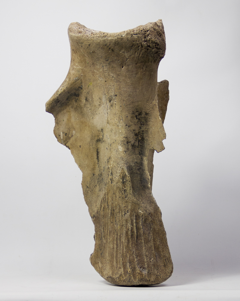 Mammoth Fossil