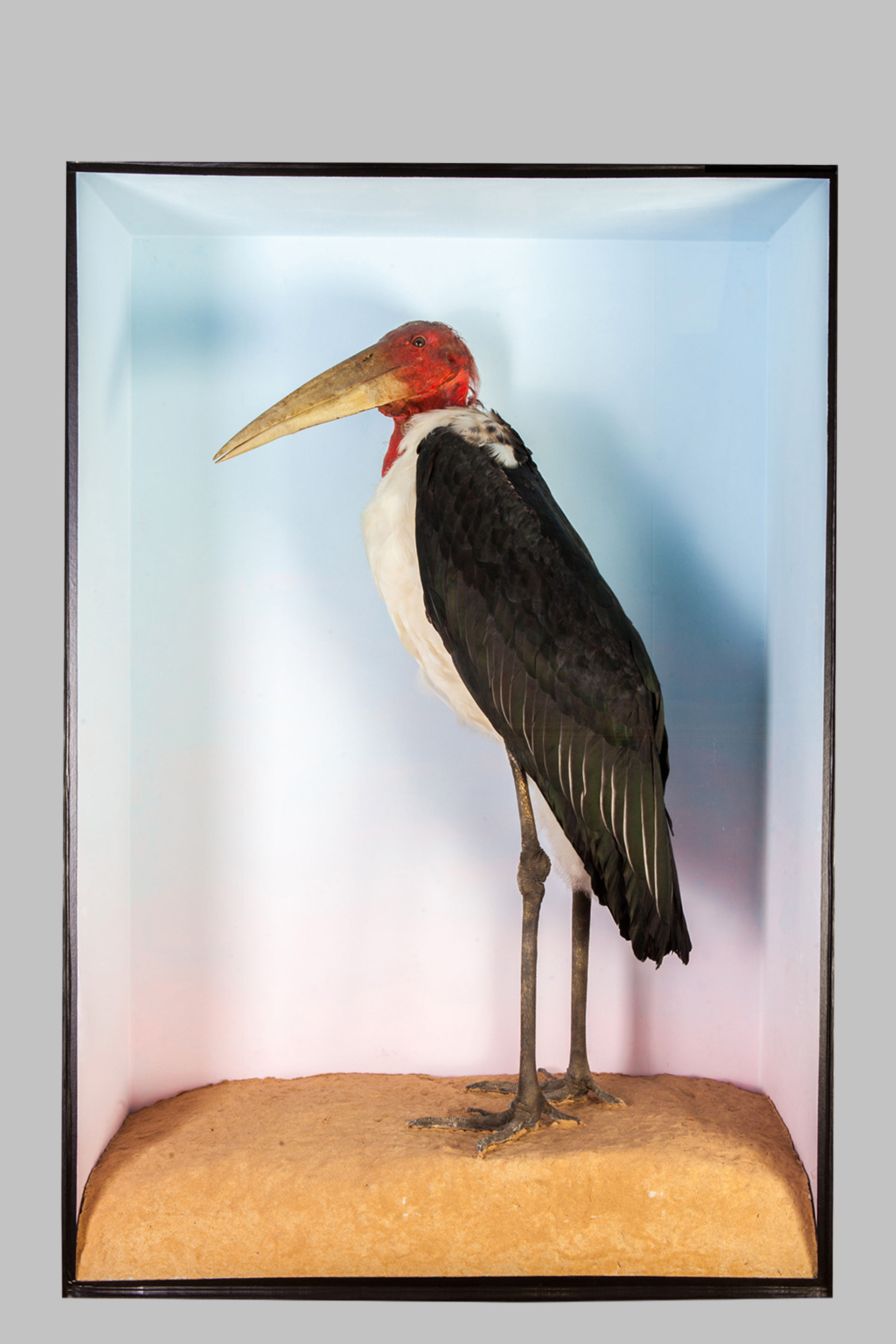 Maribou stork by Carl Church