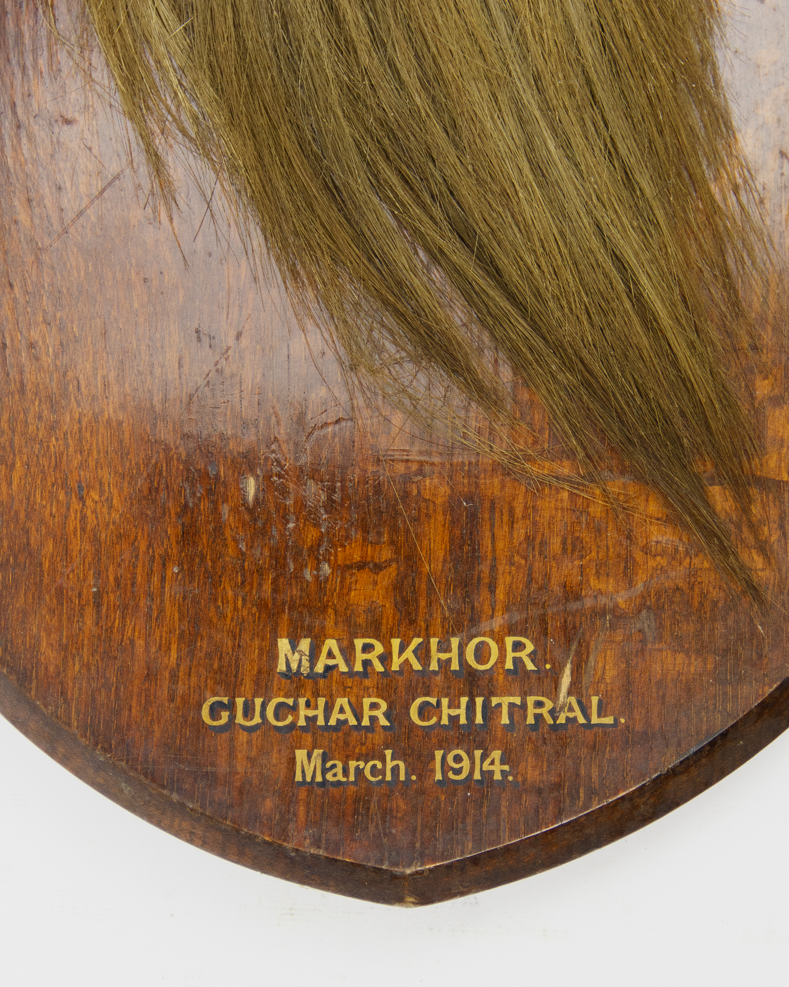 Markhor Goat
