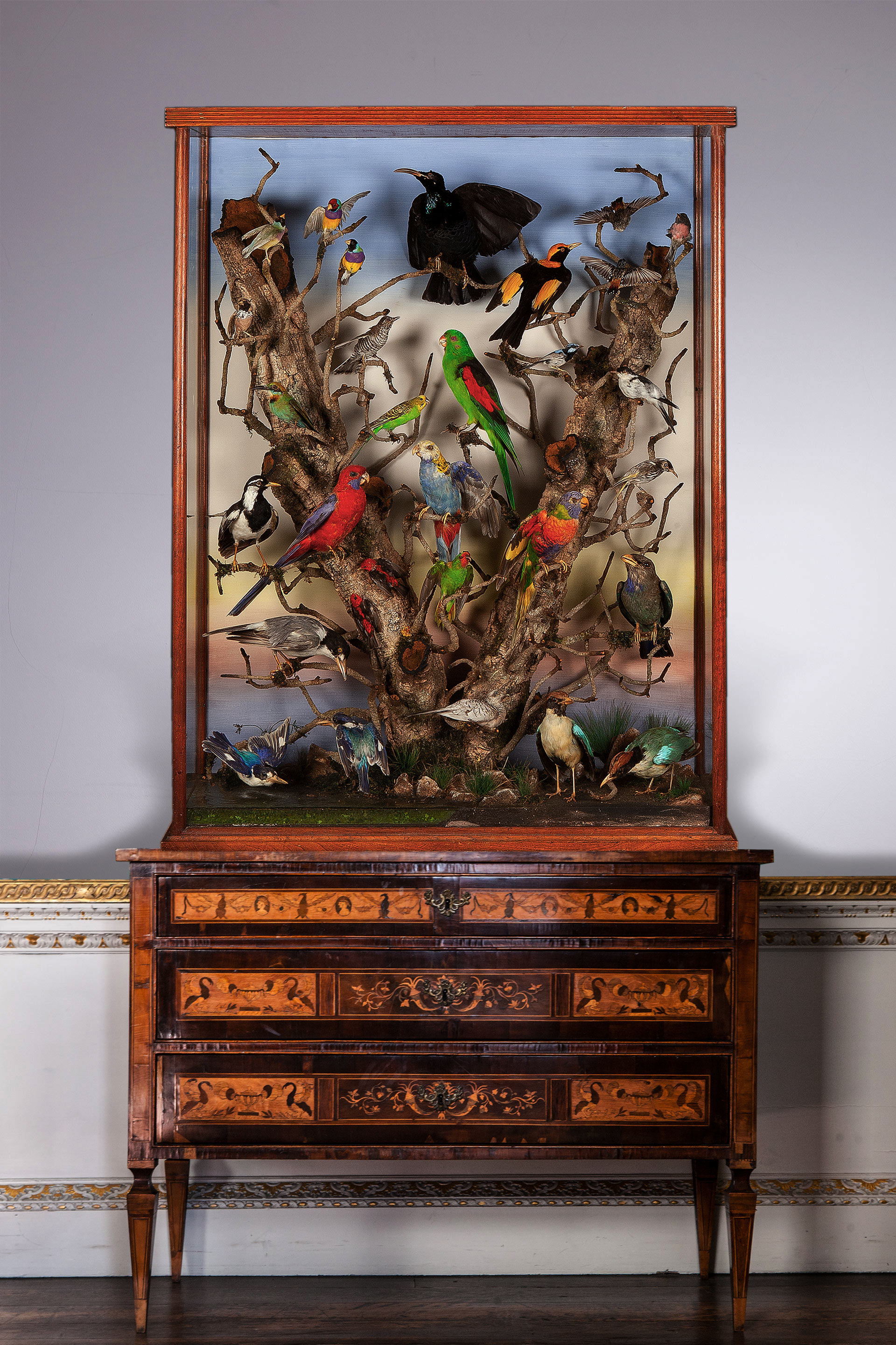 Mixed Australian birds in a light oak case circa 1920