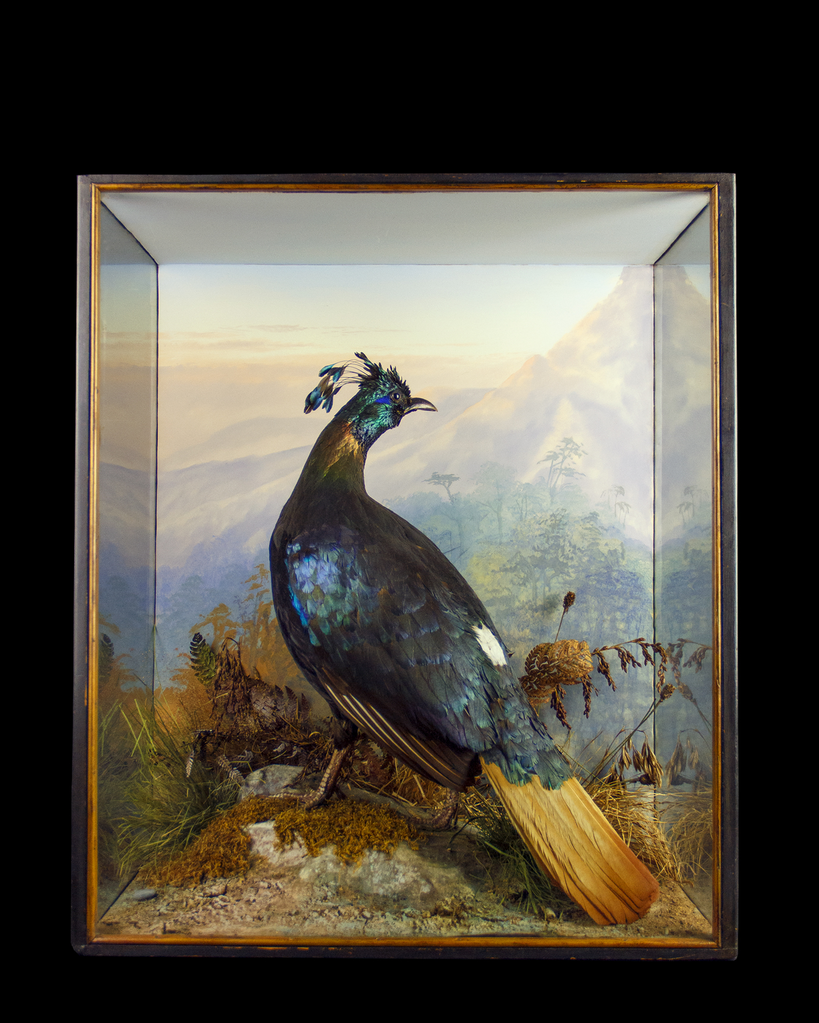 Monal Pheasant By P. Spicer