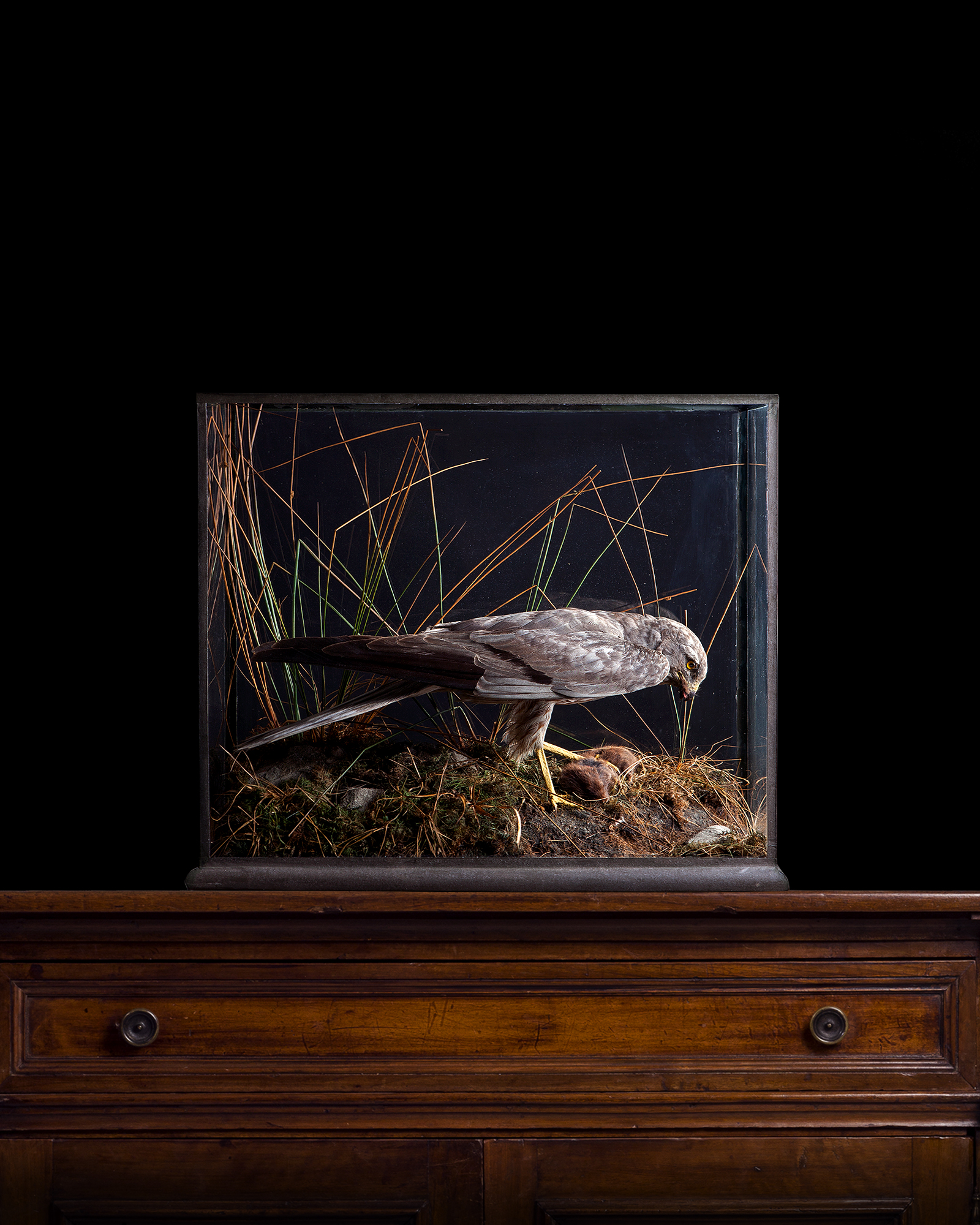 Montagu's Harrier by Charles Kirk of Glasgow
