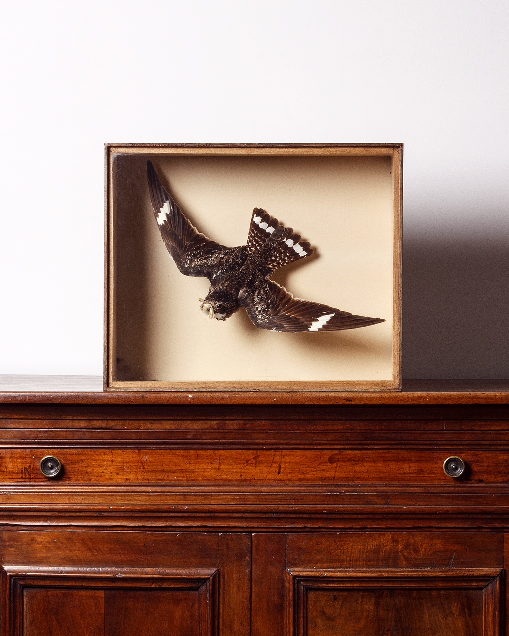 Nighthawk by Joseph Cullingford