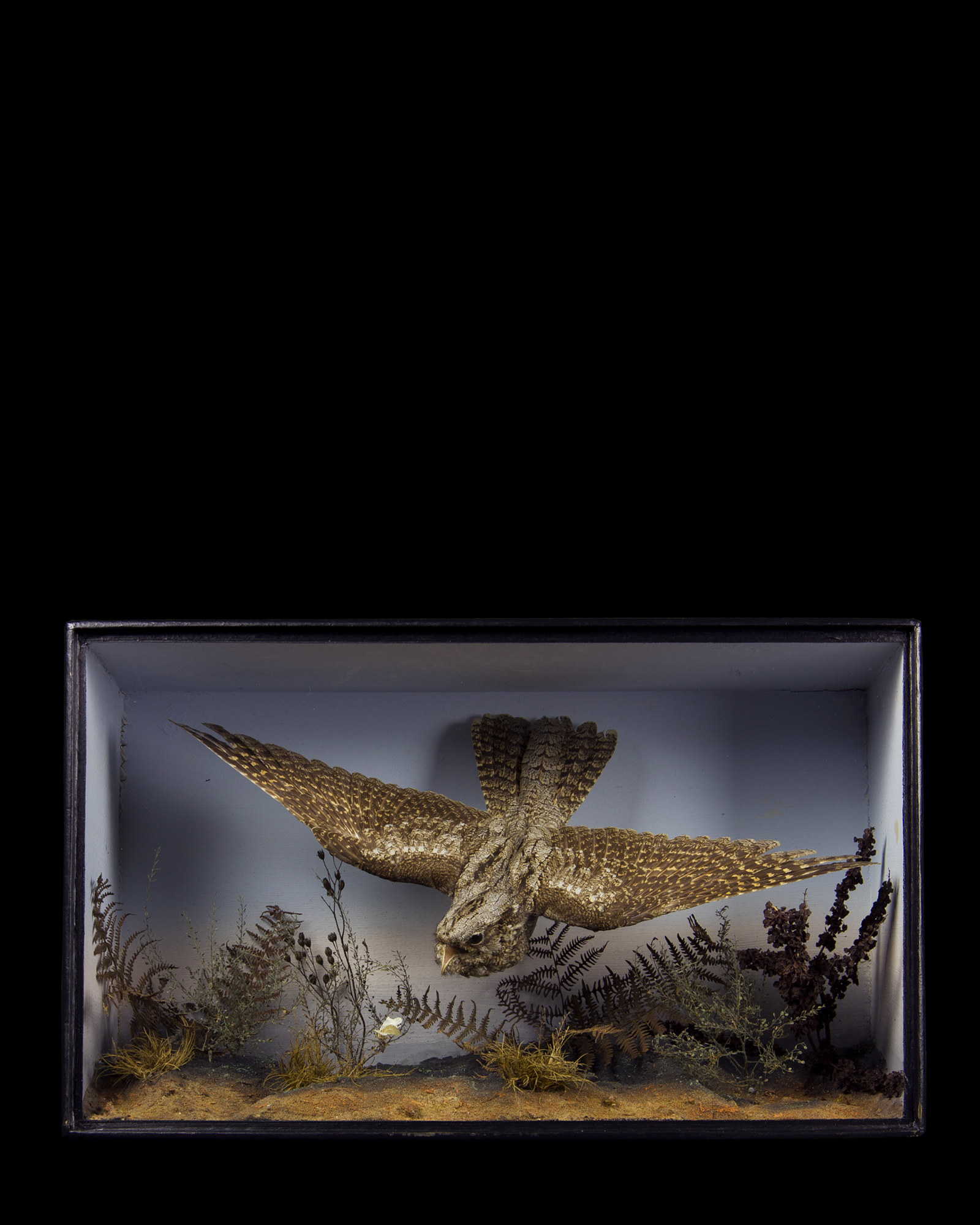 Nightjar
