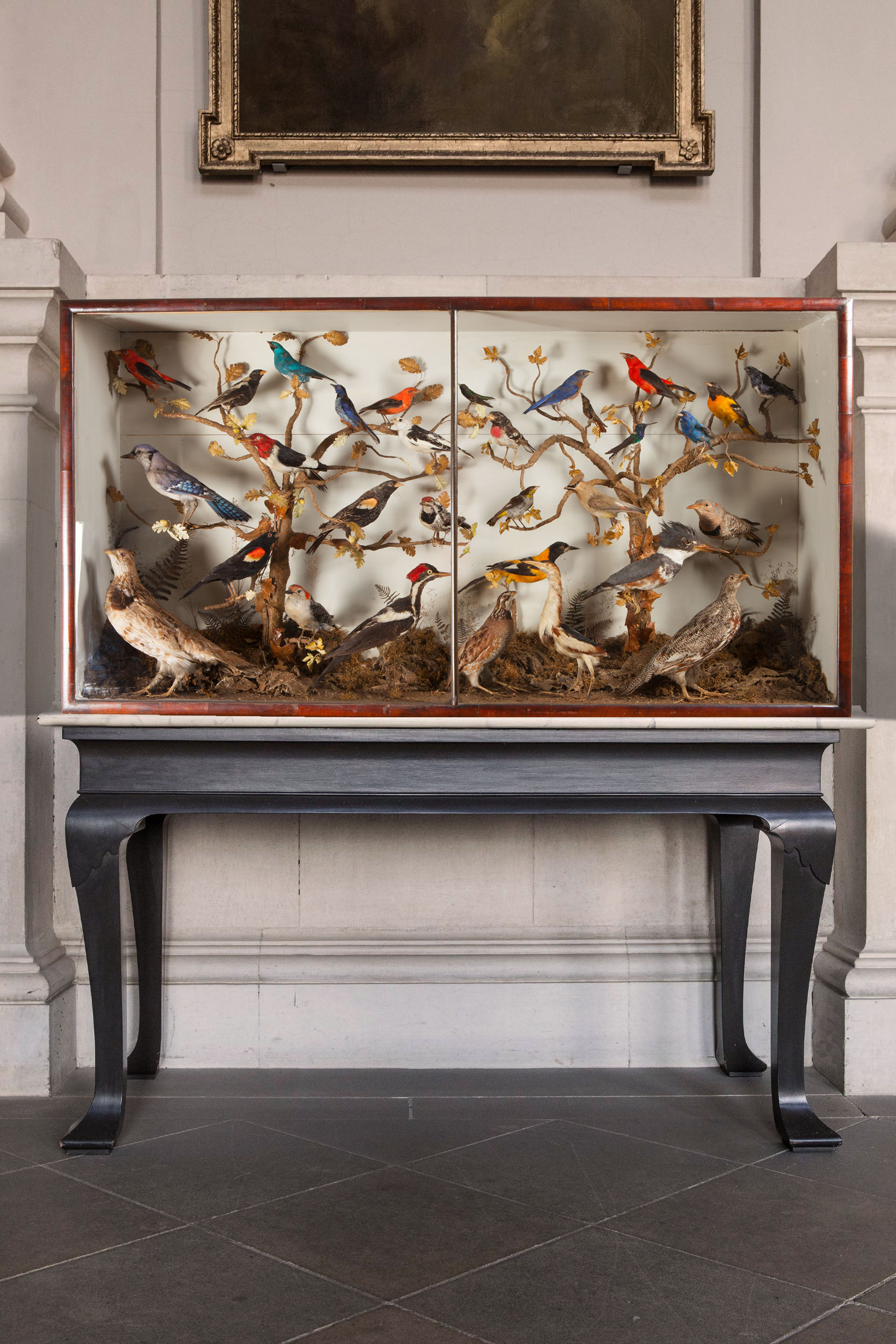 Taxidermy North american birds