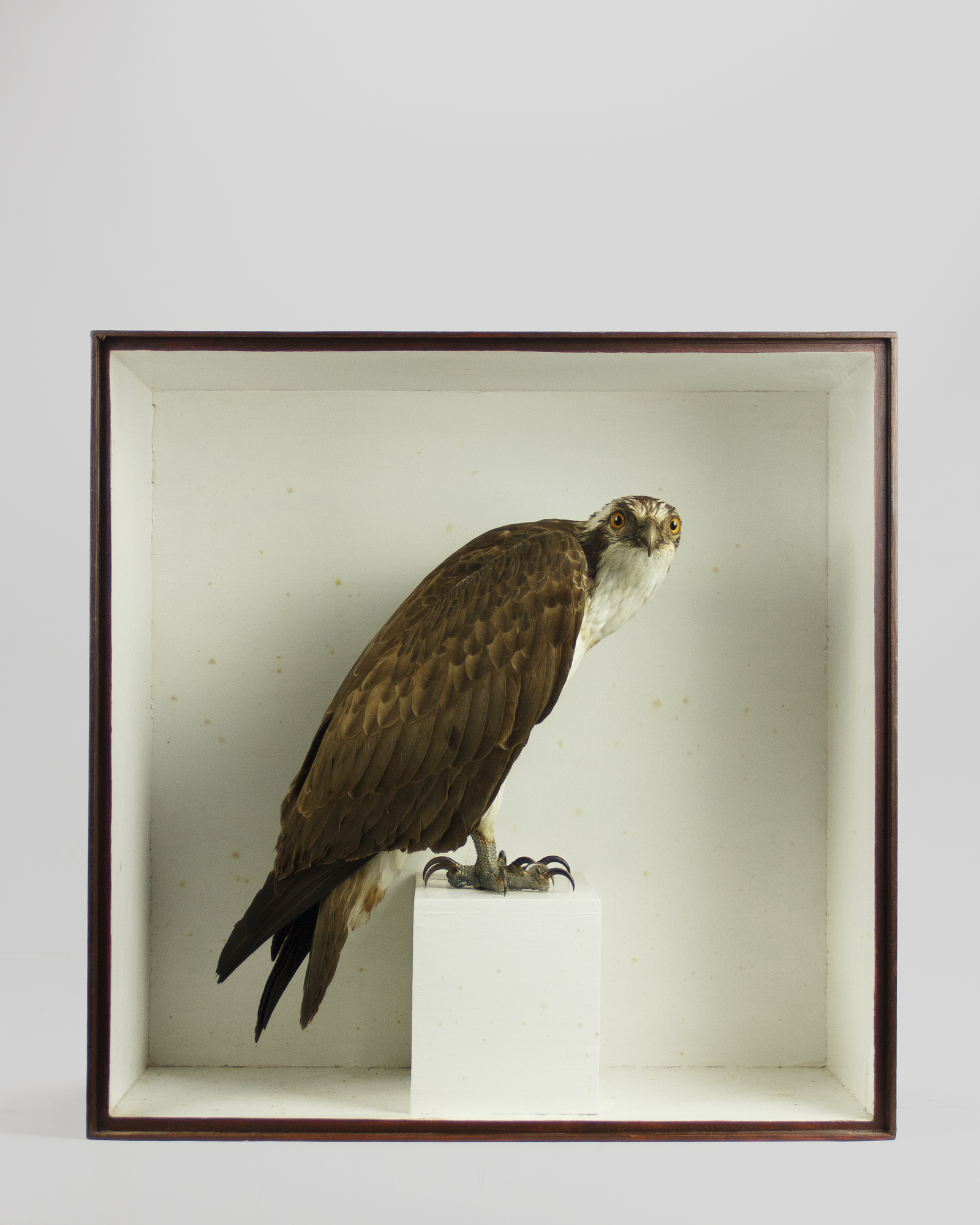 Osprey By R. Duncan
