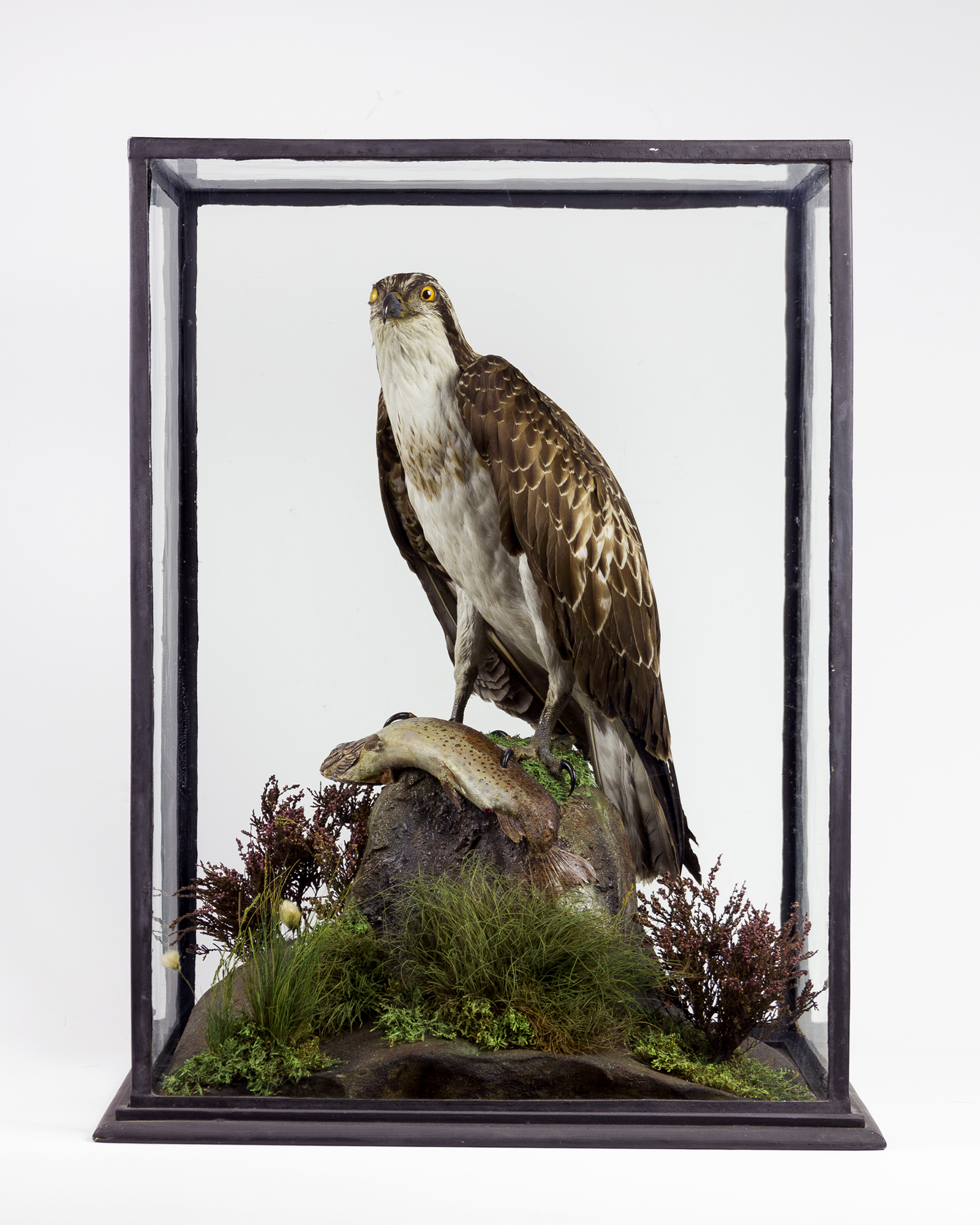 Osprey