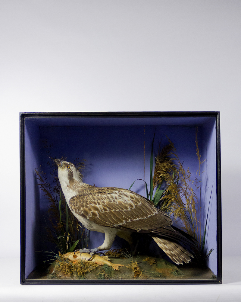 Osprey Attributed to Walter Lowne