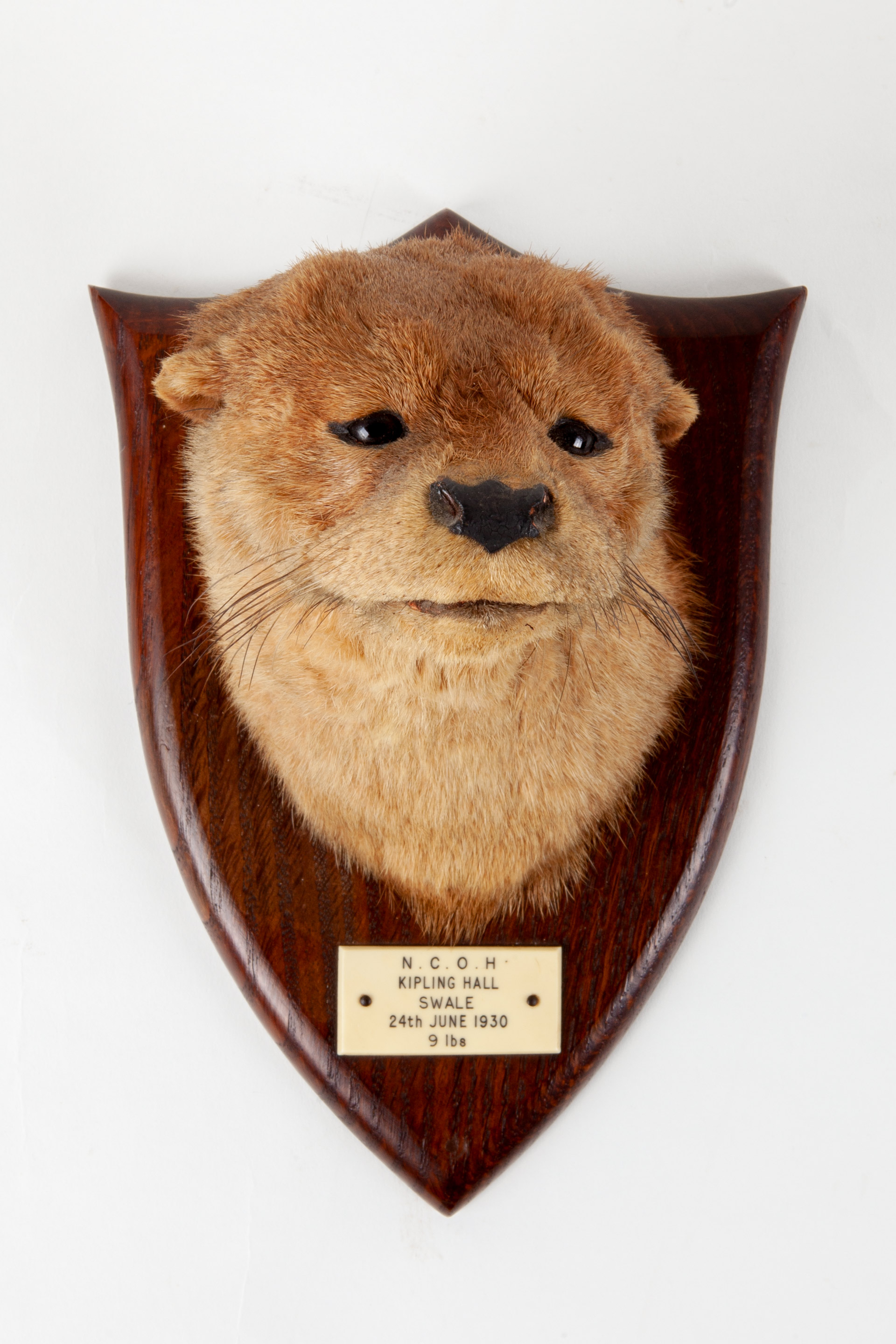 Otter mask Taxidermy by P. Spicer & sons. Kipling Hall. 1930.