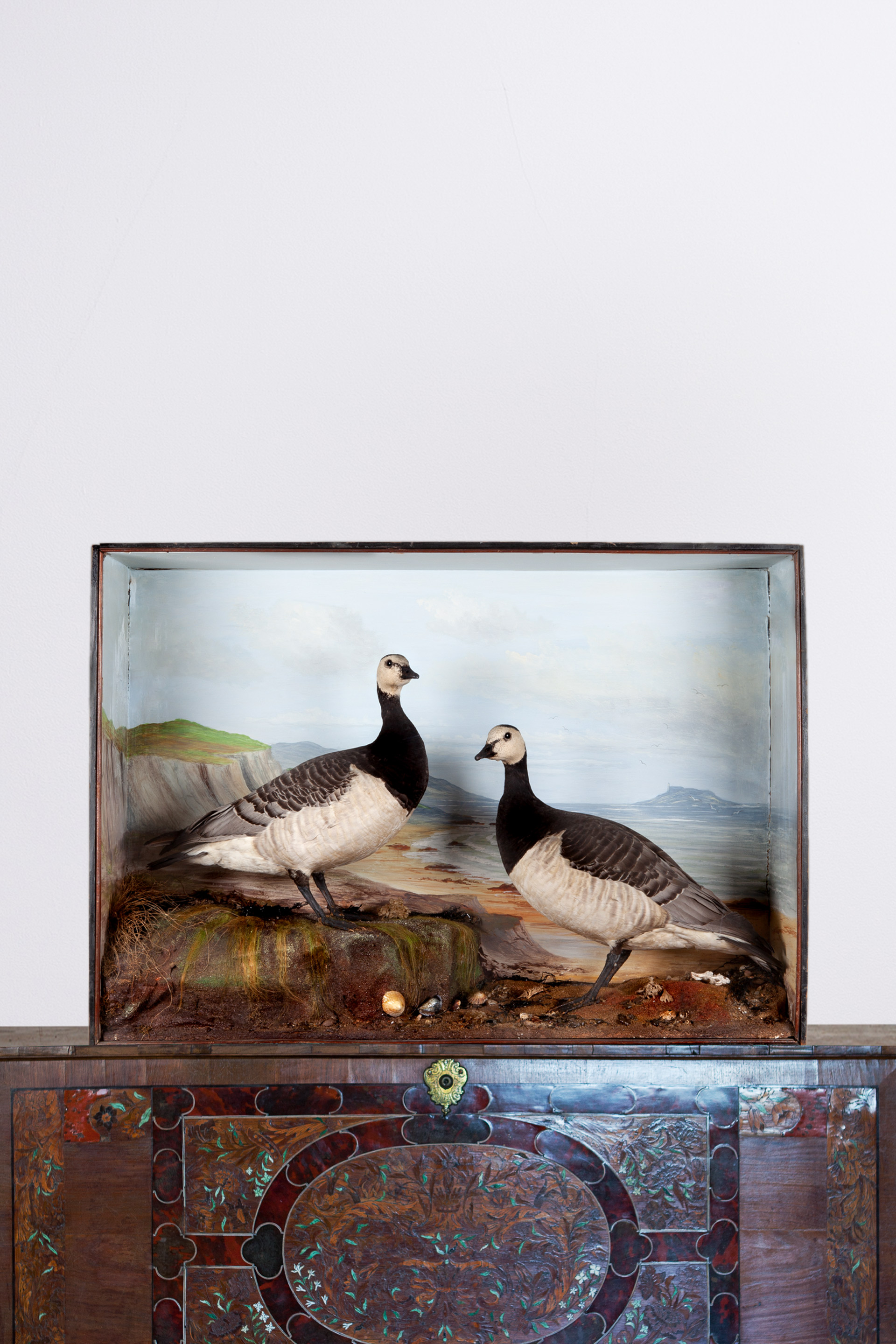 Pair of Taxidermy Barnacle Geese attributed to Cecil  H Bisshopp of Oban