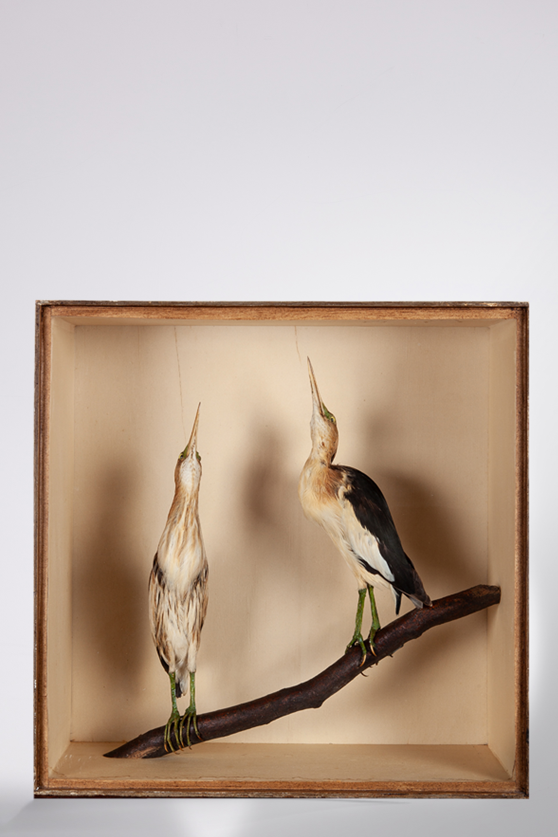 Pair of Cullingford Taxidermy Little Bitterns from the Eddie Stobart collection.