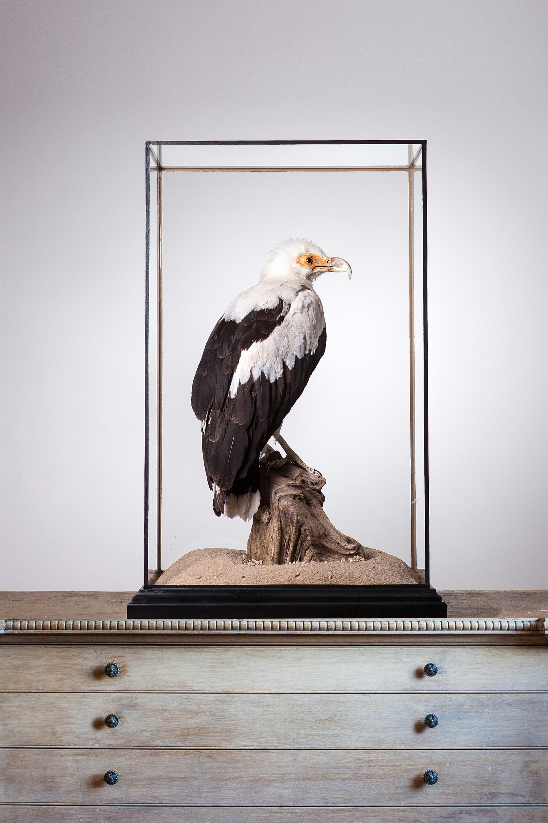Palm nut vulture