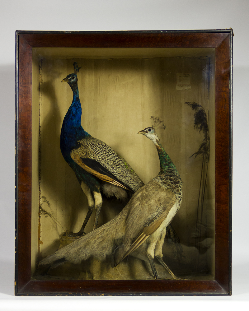 Peacocks By John Spicer