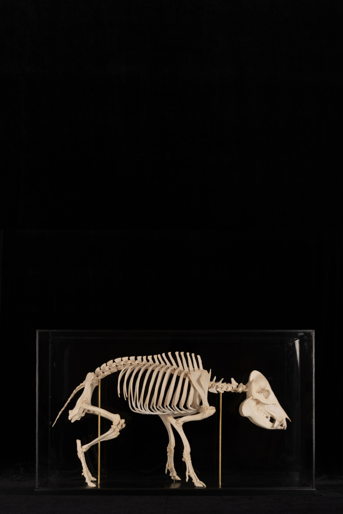 Peccary Skeleton