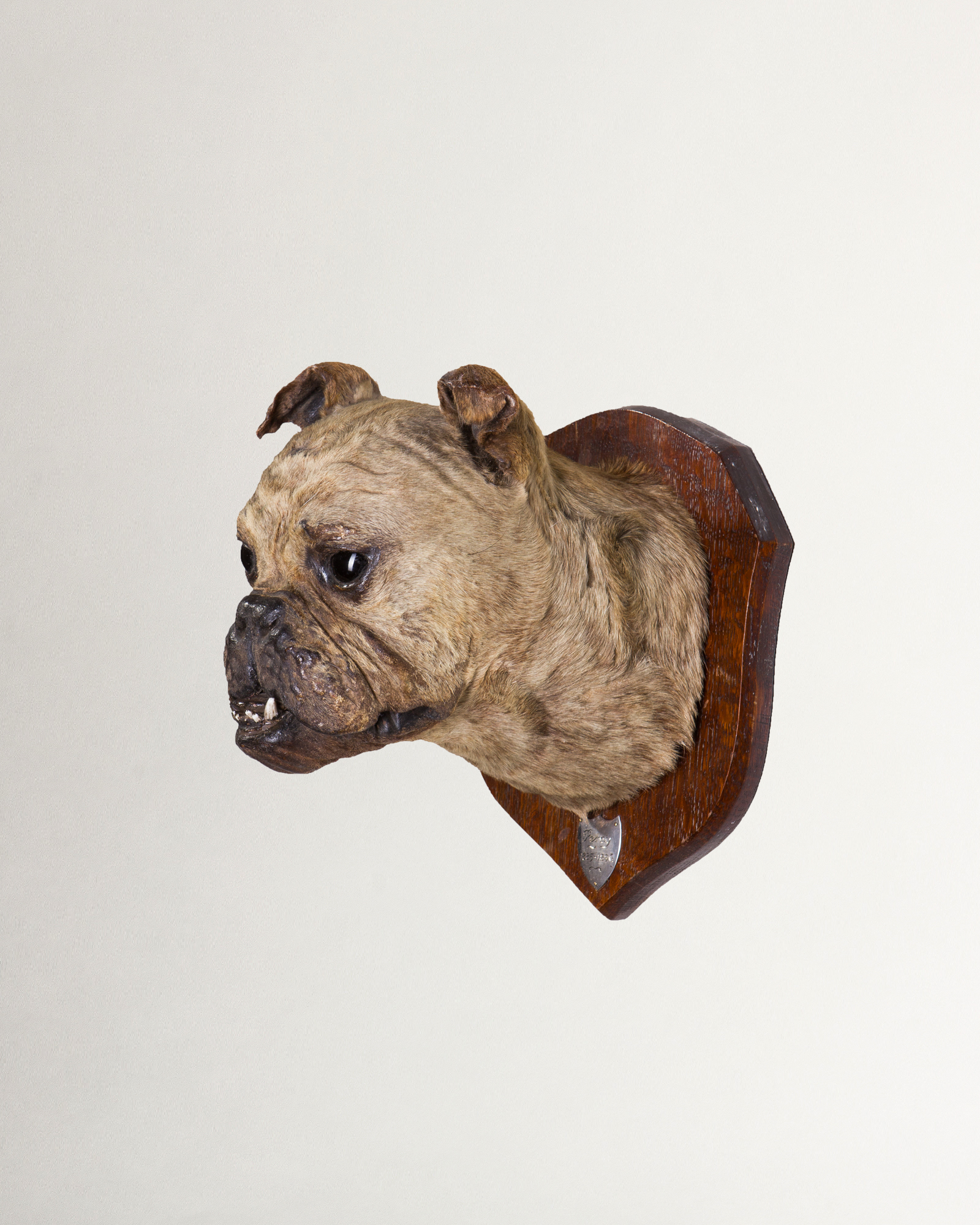 Percy the Bulldog