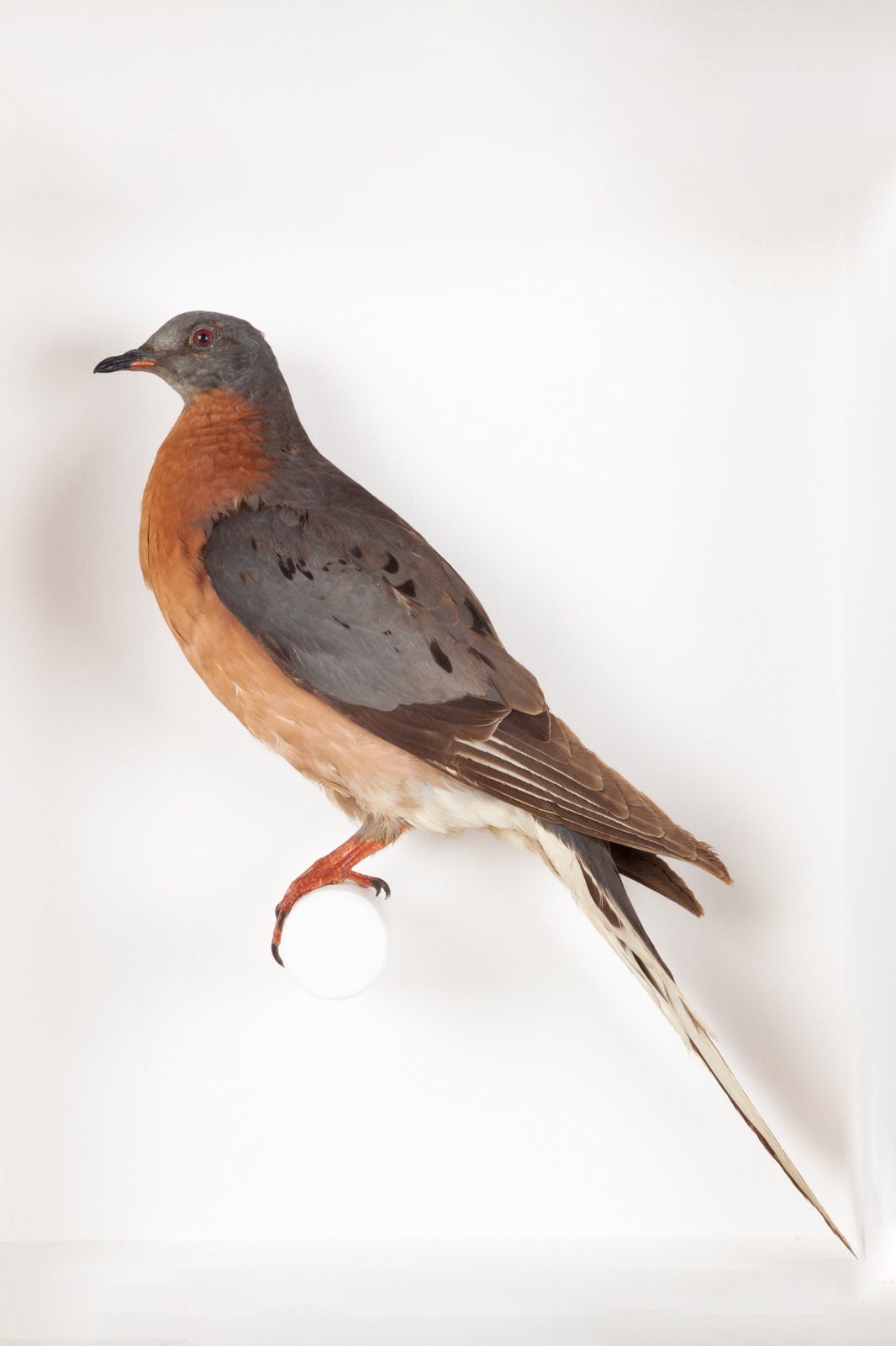Perfect taxidermy Passenger pigeon (Male). Extinct since 1914.