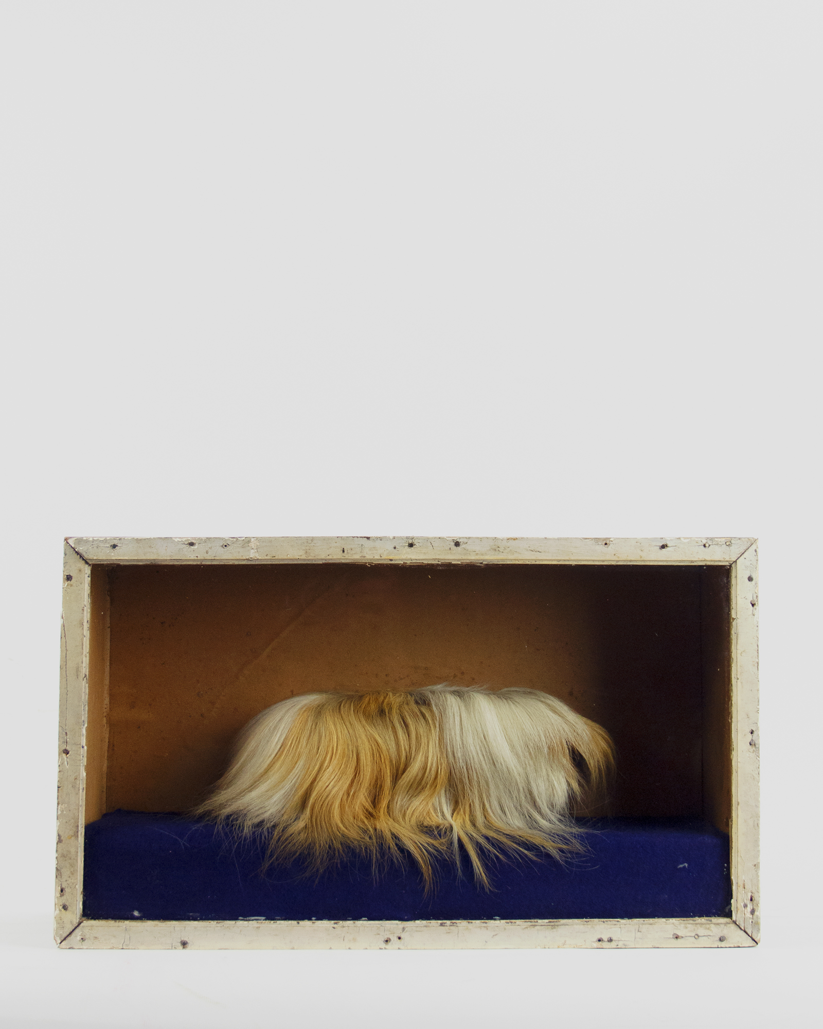 Peruvian Satin Guinea pig