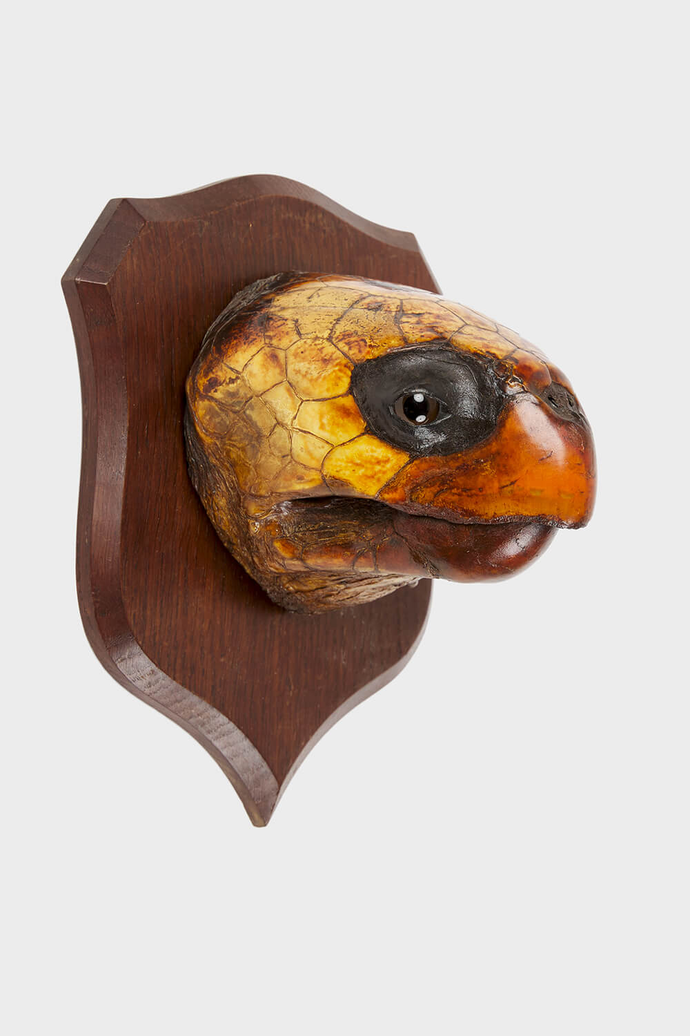 Peter Spicer Giant Sea Turtle Head Circa 1880
