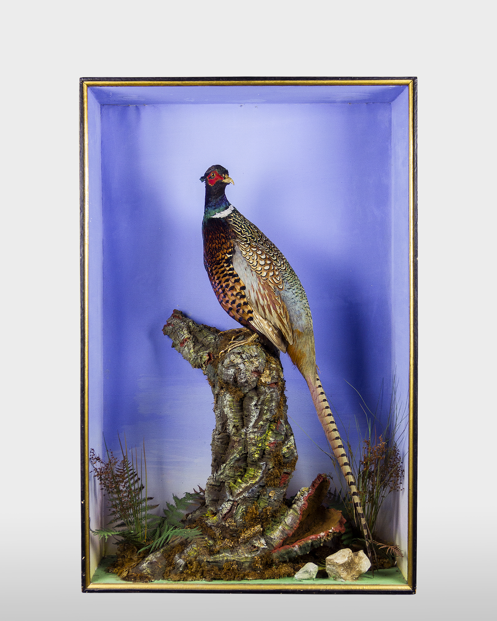 Ring-necked pheasant By Shaw