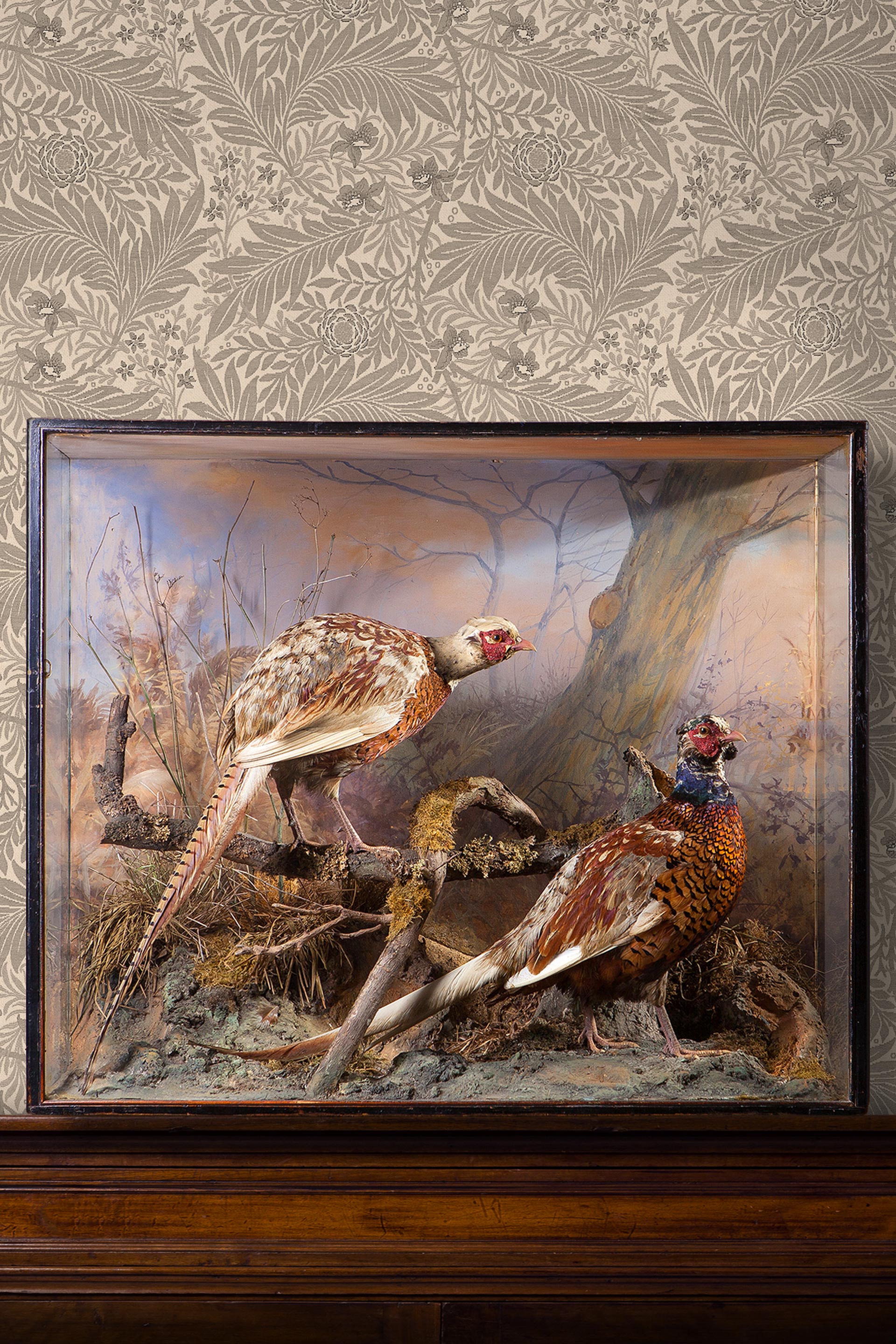 Pheasants in Aberration by P. Spicer & Sons.