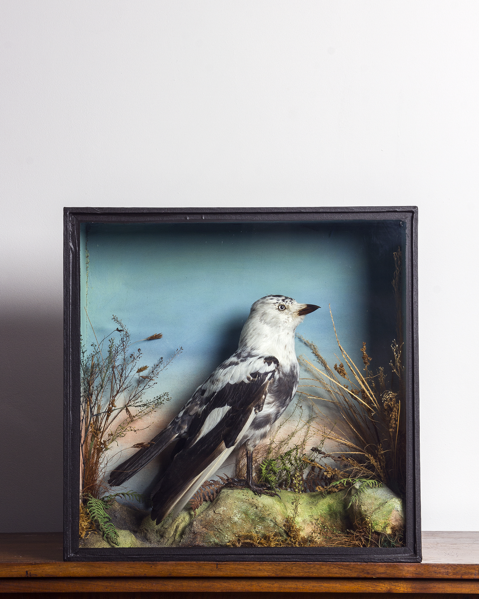 Pied Jackdaw