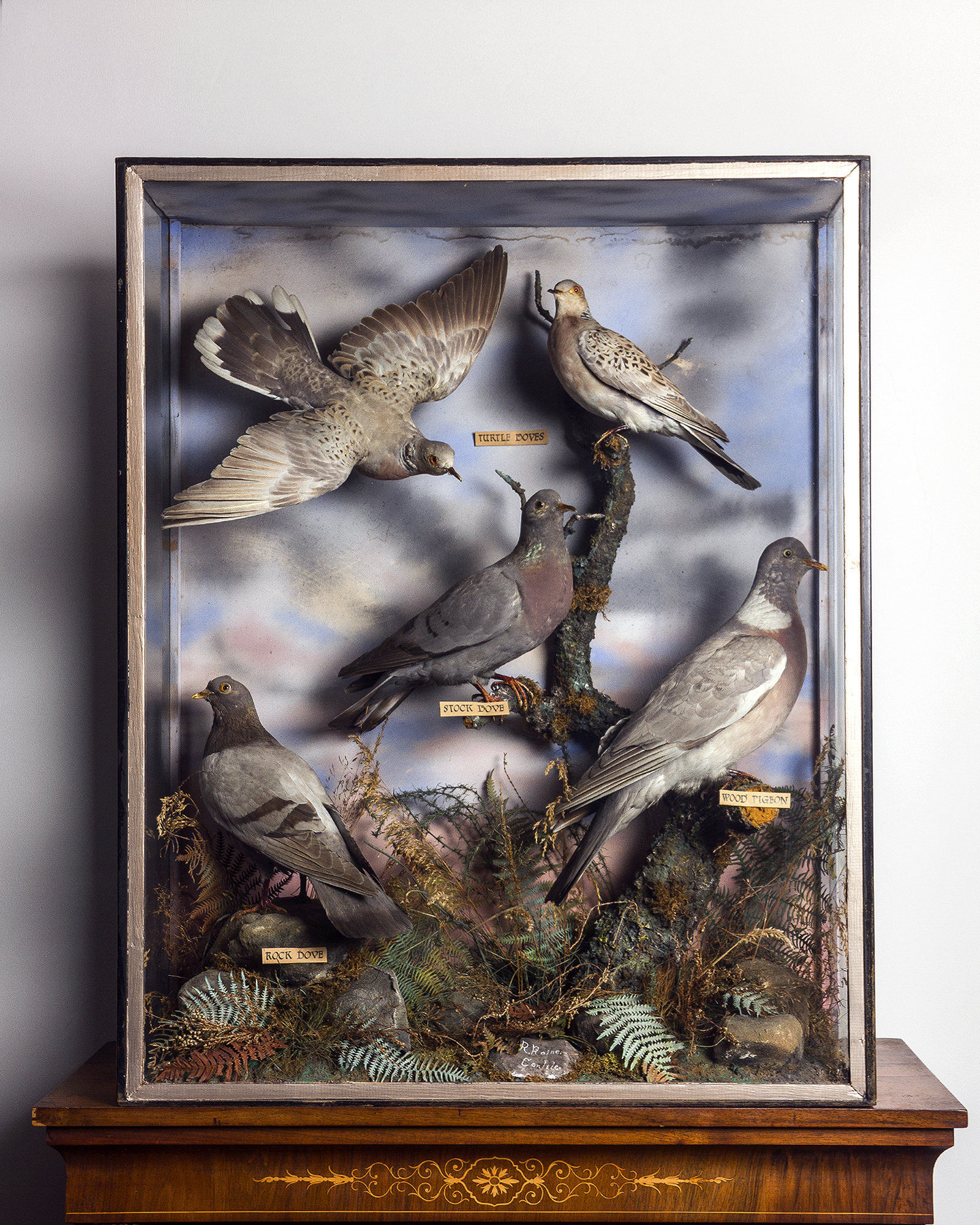Pigeon and Doves