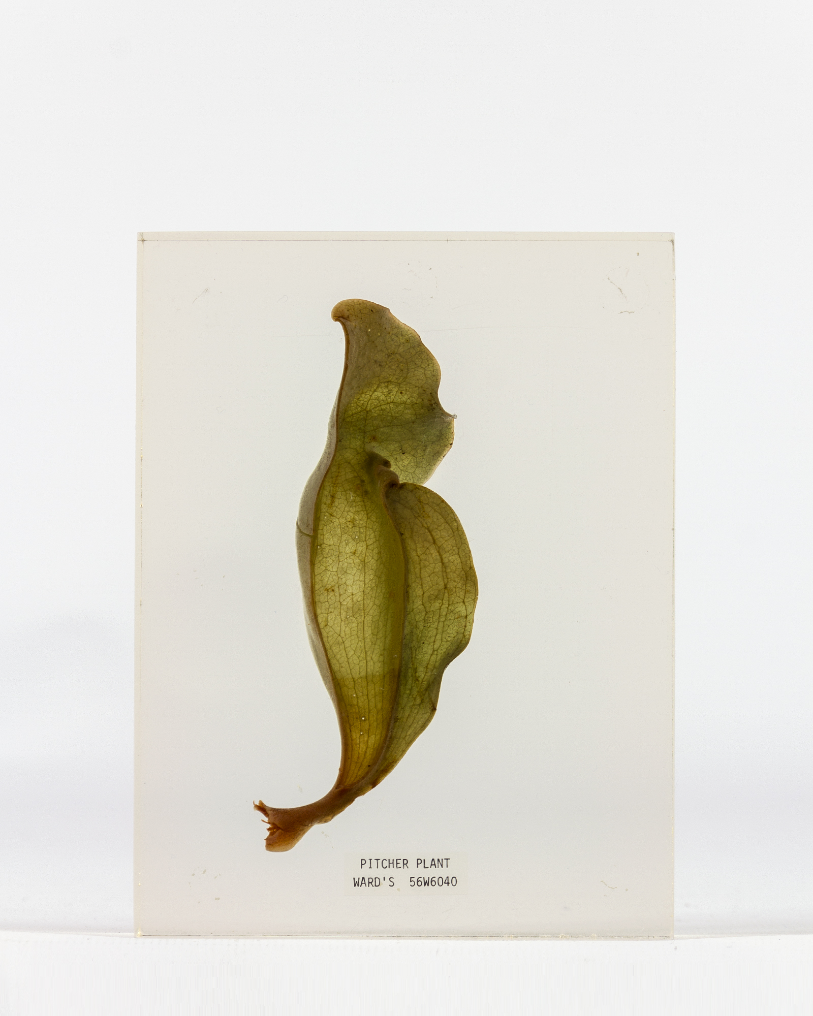 Pitcher Plant Study