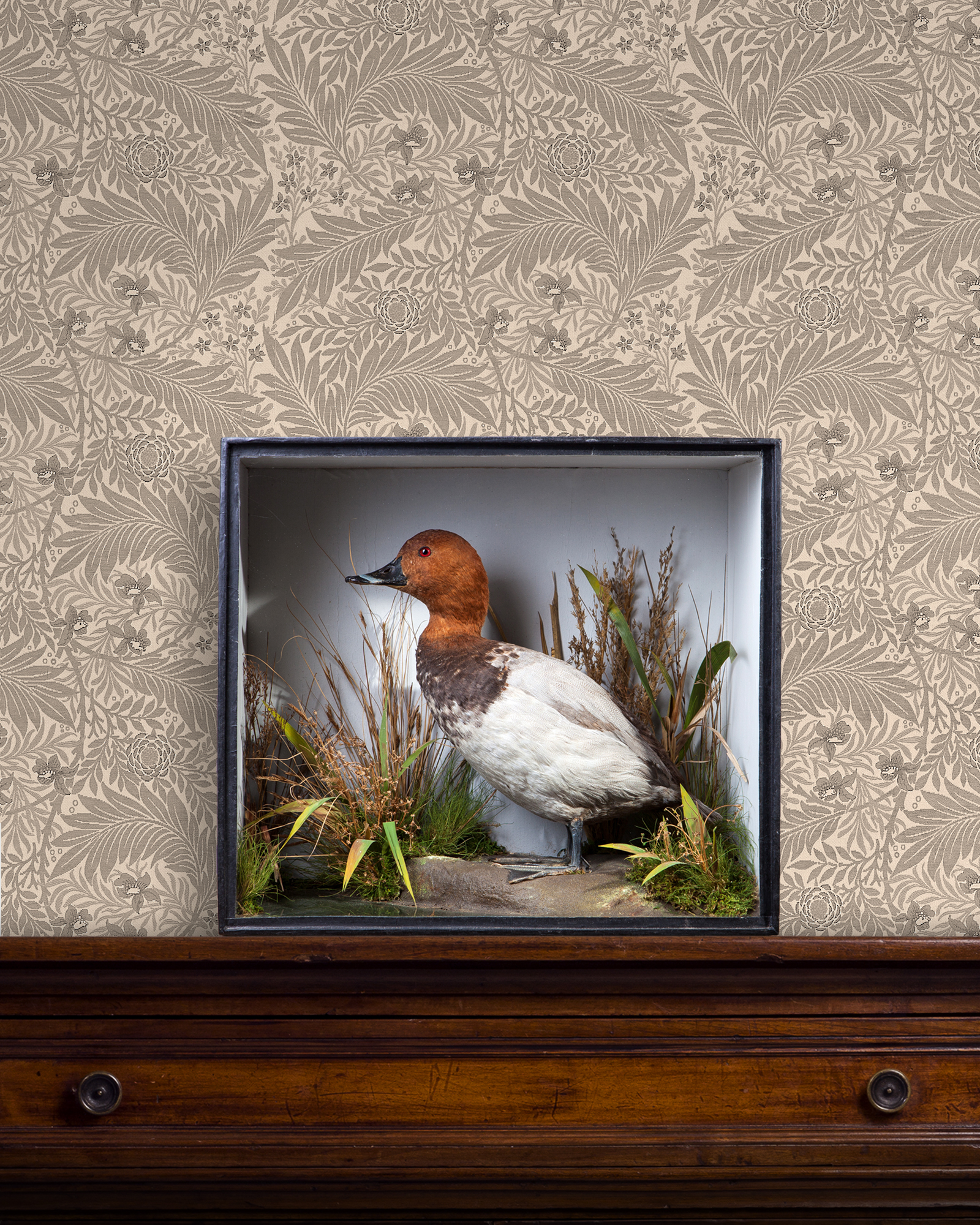 Pochard by Thomas Edward Gunn