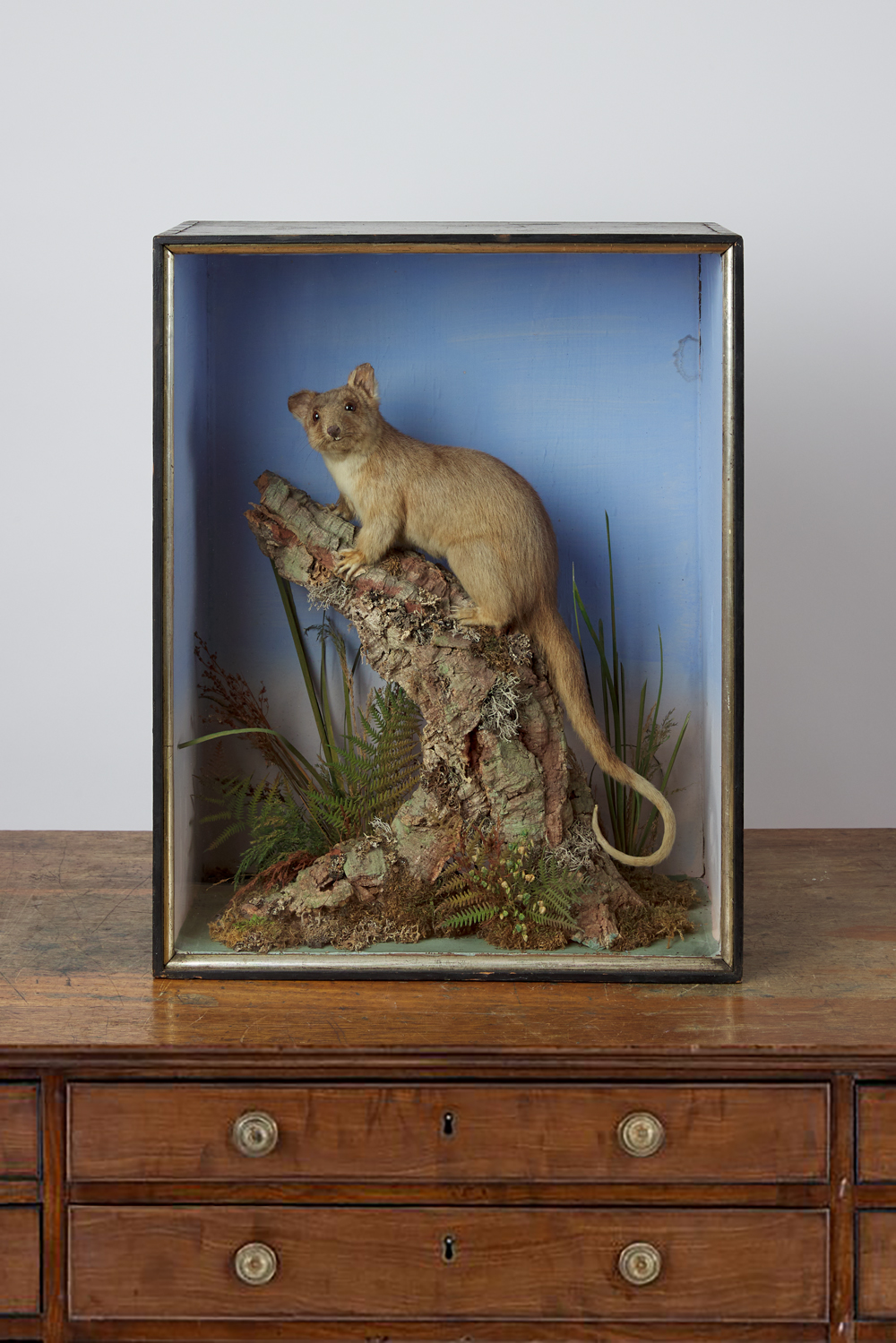 Possum By Henry Shaw Of Shrewsbury Circa 1880