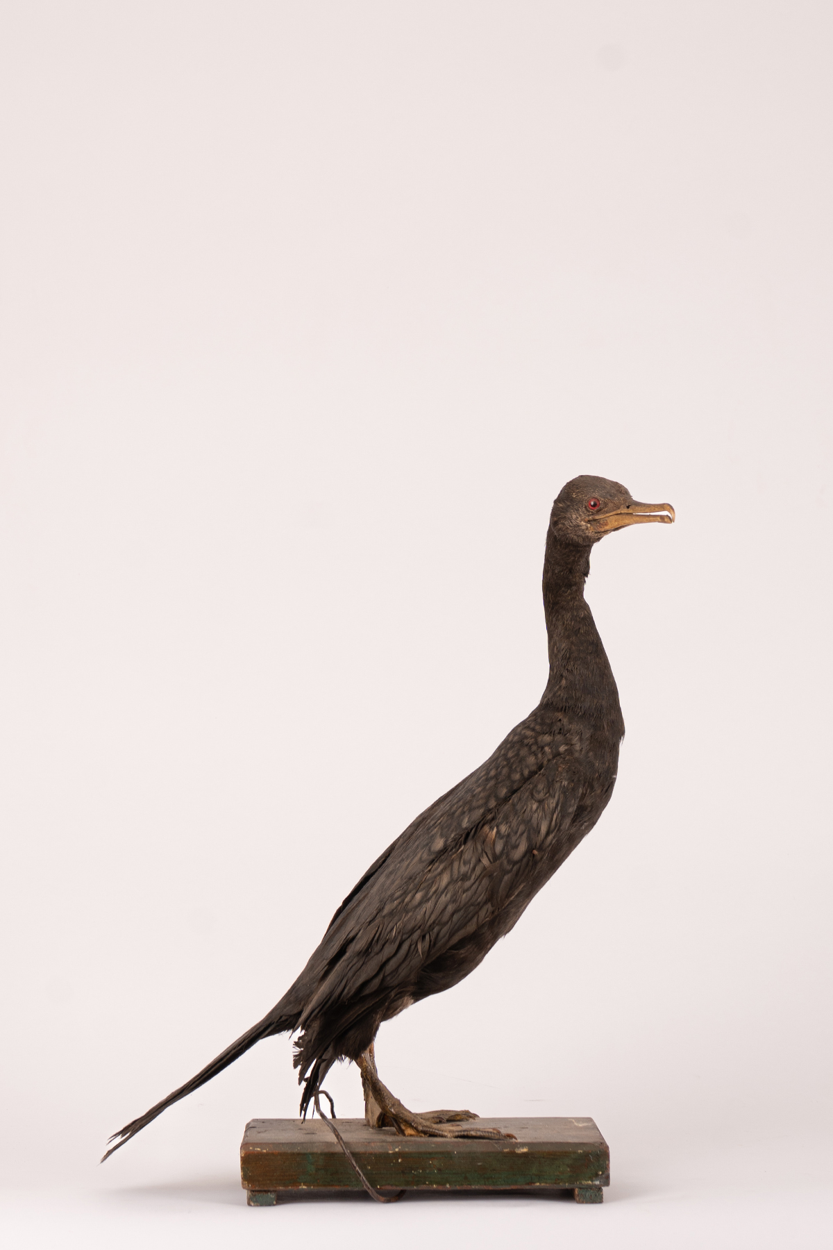 Pygmy Cormorant Taxidermy By Walter Potter. Signed On Base.