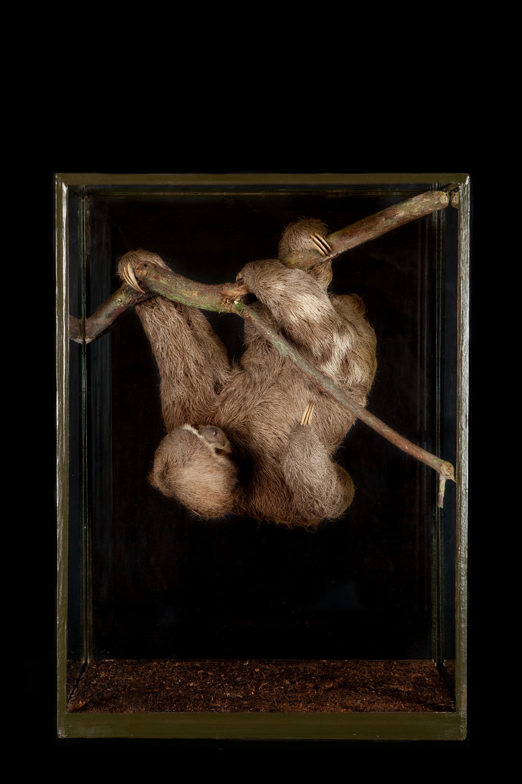 Rowland Ward Pygmy Sloth